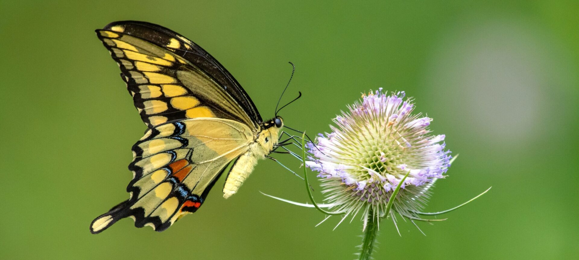 Eastern,Giant,Swallowtail,(heraclides,Cresphontes),Butterfly