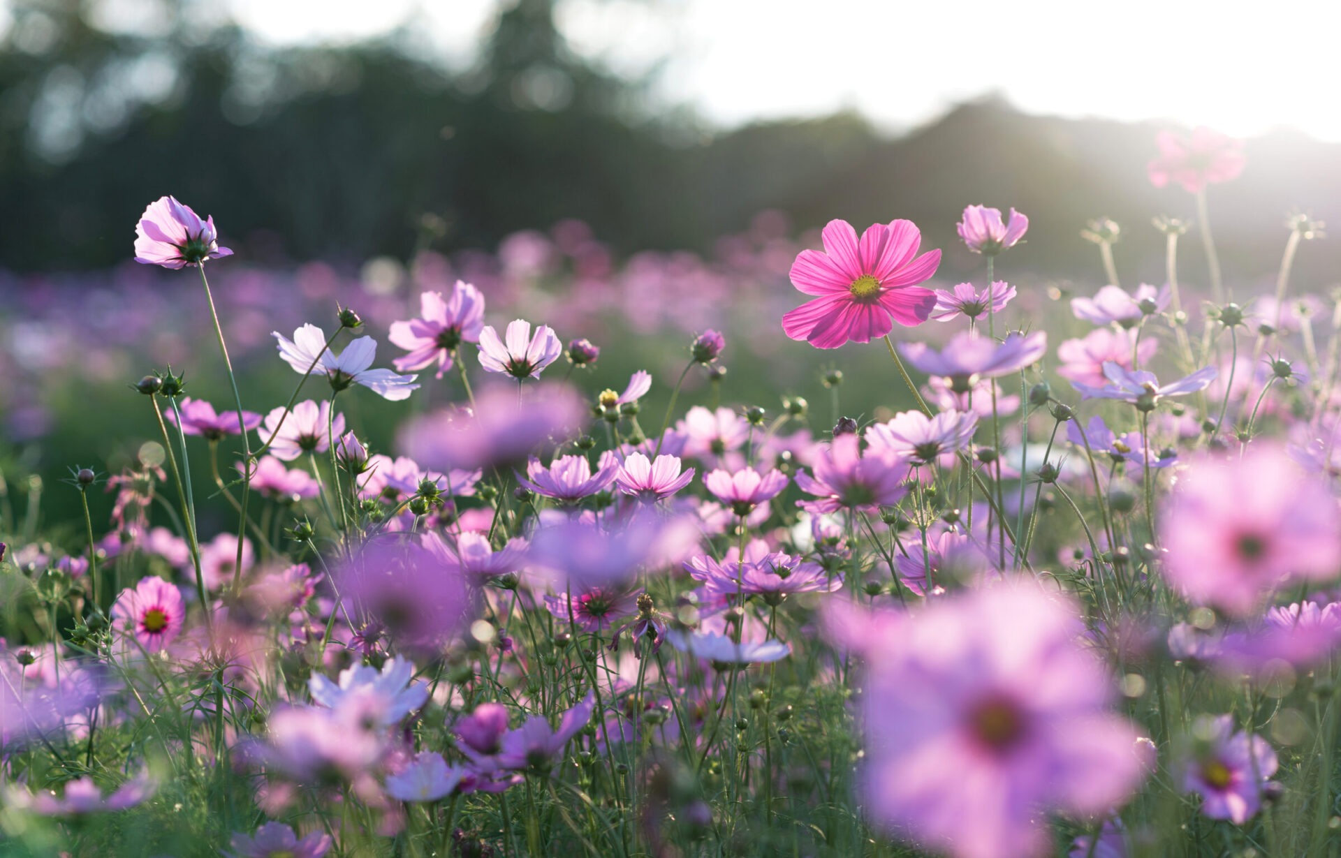 Field of blooming pink and purple flowers.