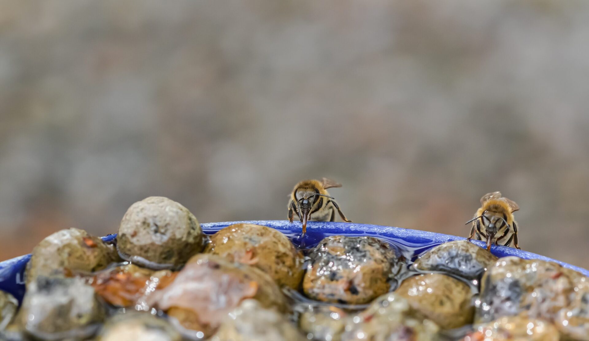 Two bees drinking water from wet rocks.