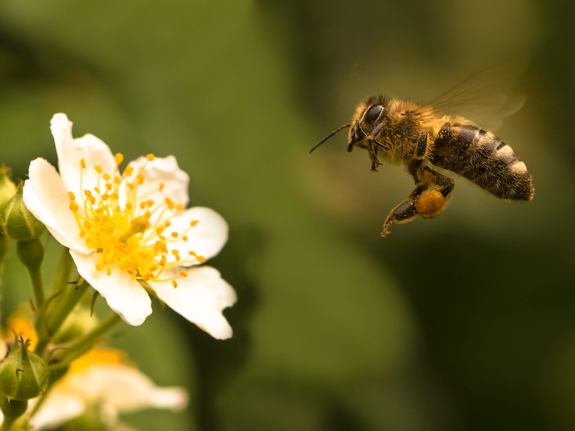 Bee flying near white flower, blurred background