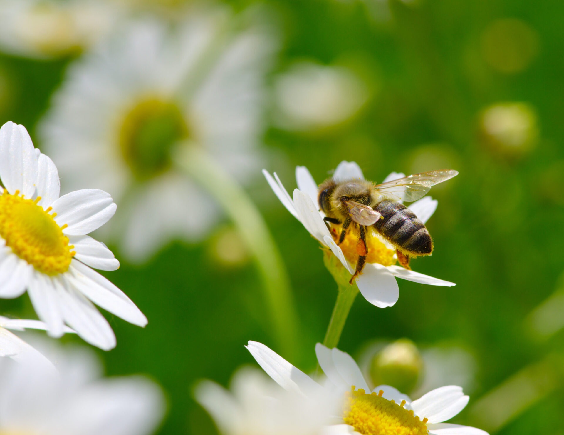 Bee pollinating white daisy flower in garden.