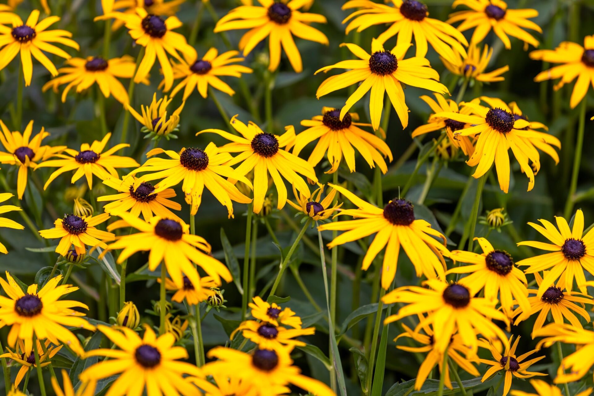 Bright yellow black-eyed susans in garden view