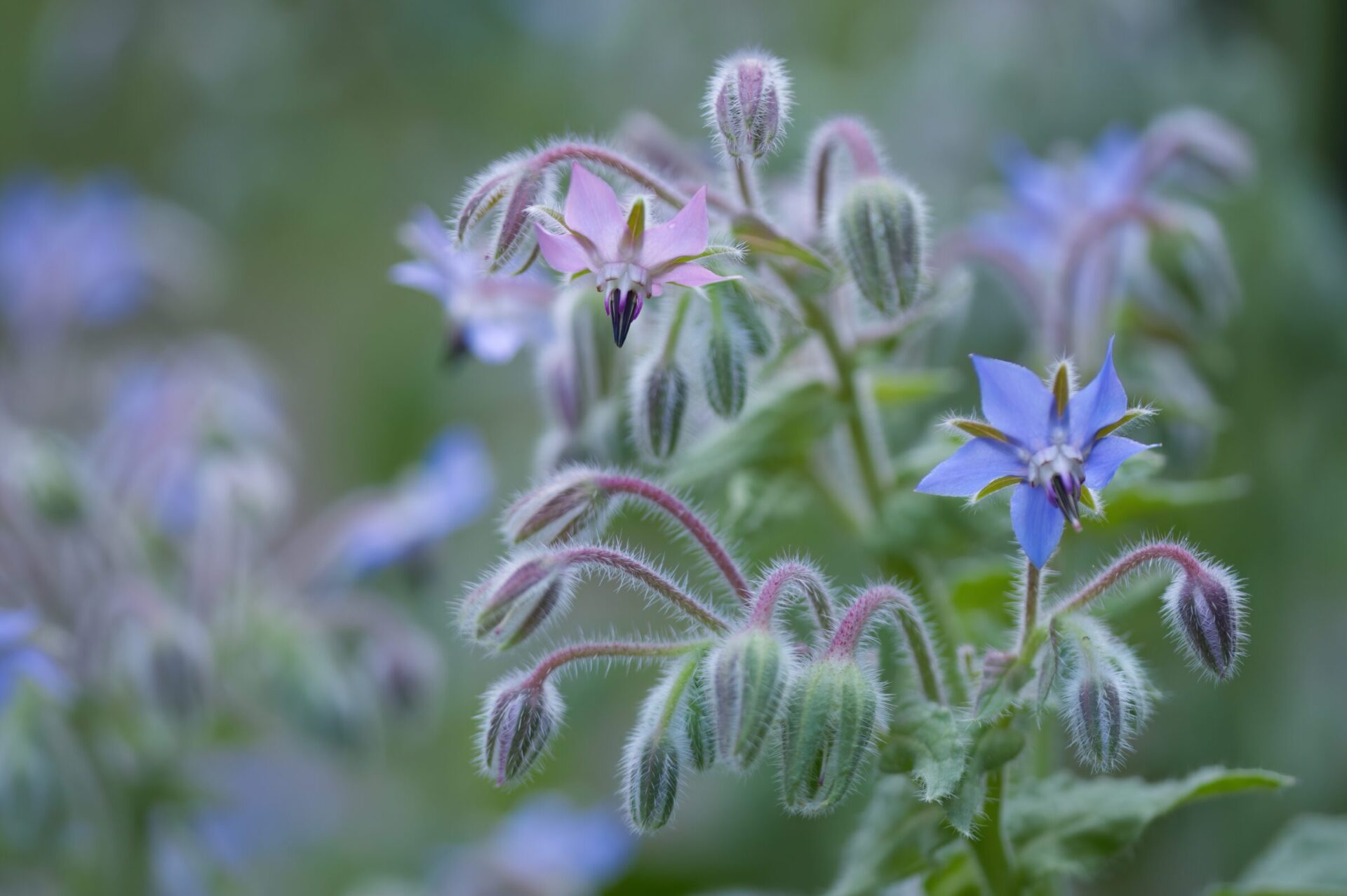 Close-up of blooming blue borage flowers.