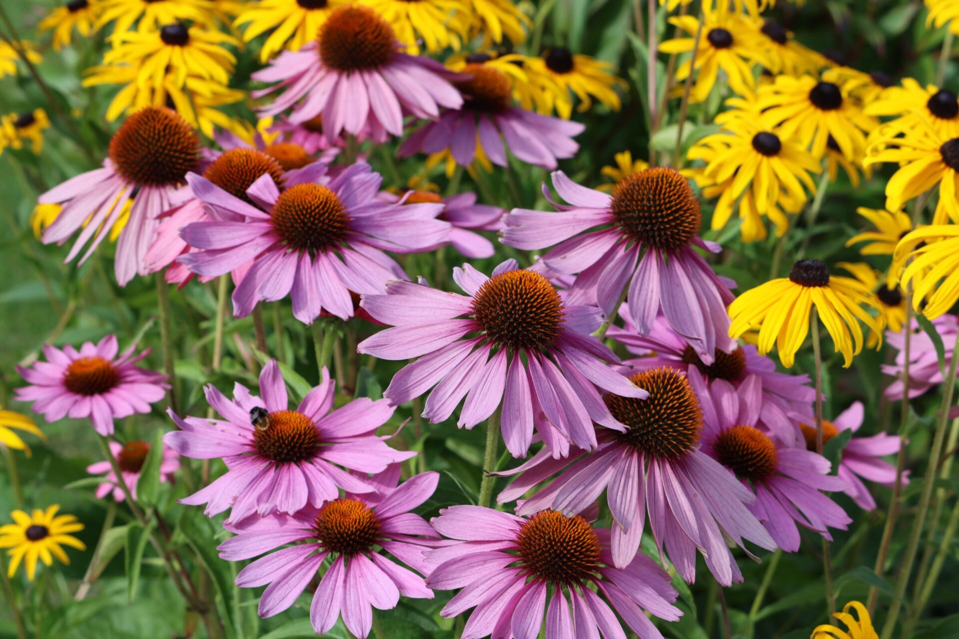 Purple coneflowers and yellow black-eyed susans