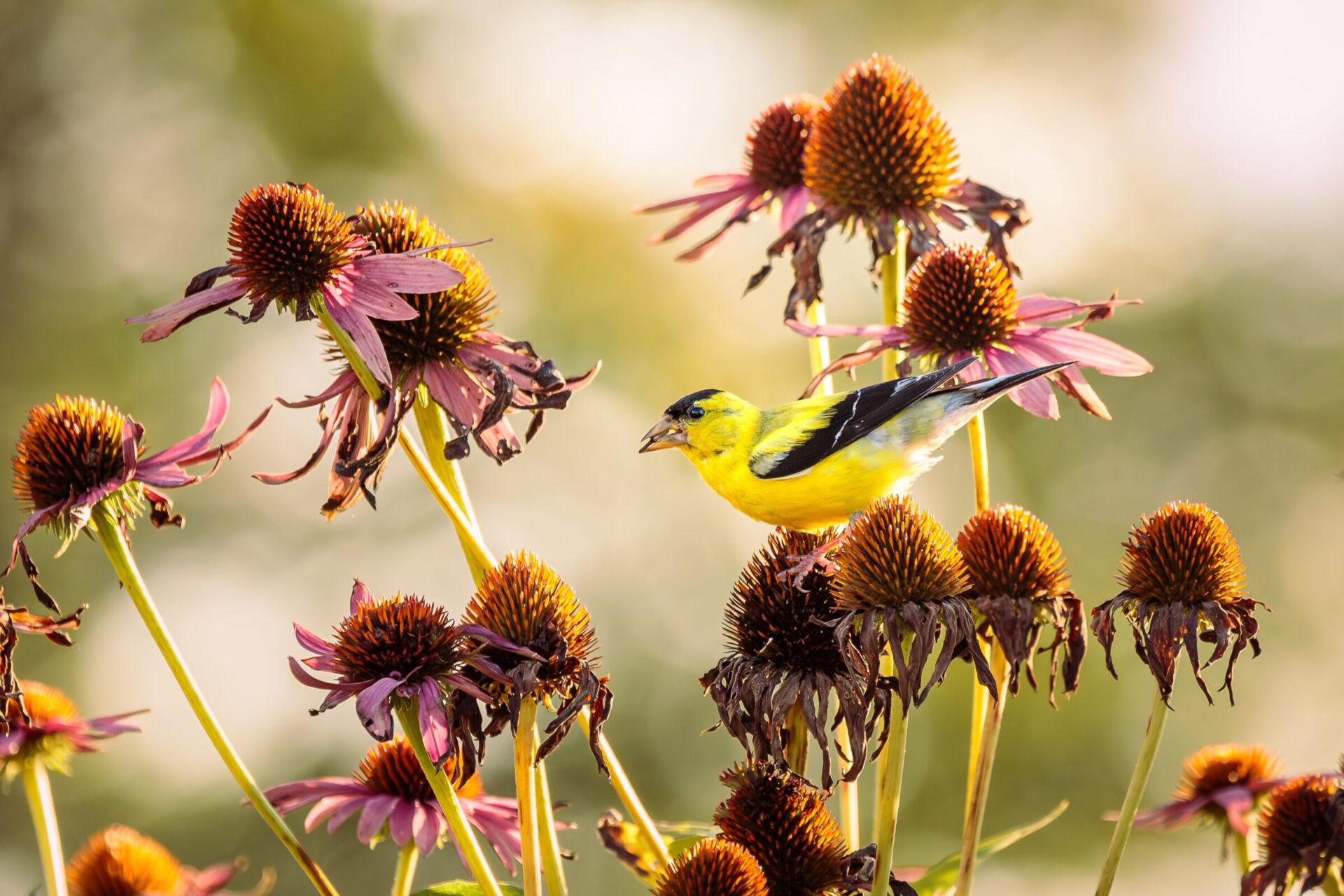 Yellow bird perched on Echinacea flowers.