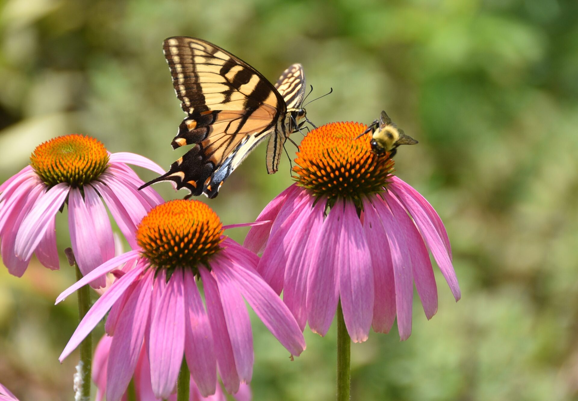 Butterfly and bee on pink flowers