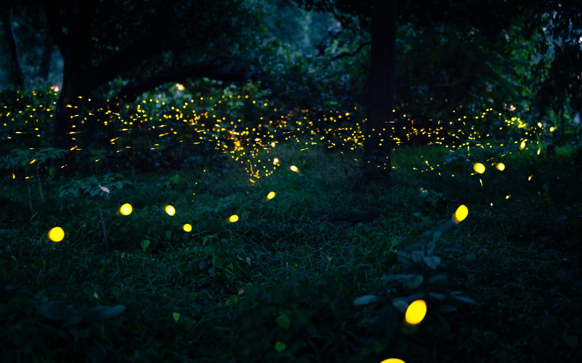Glowing fireflies illuminate dark forest scene.