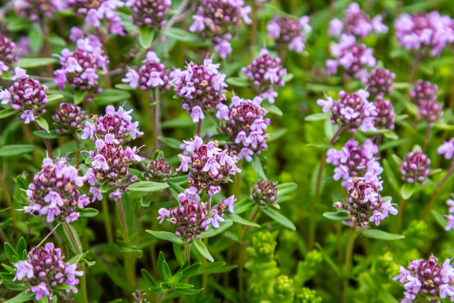 Thyme plant with purple flowers in garden.