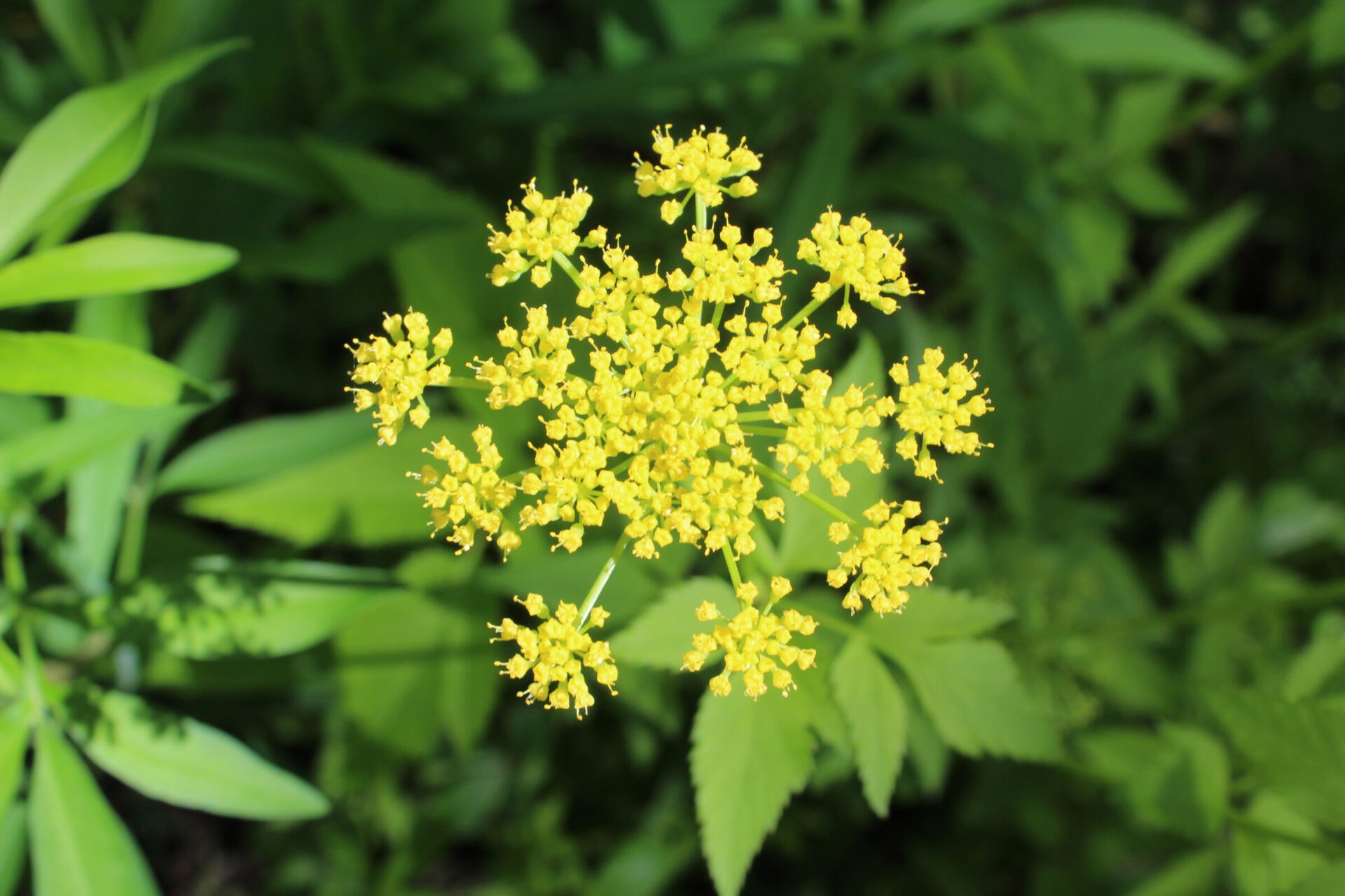 Close-up of yellow flower with green leaves background.