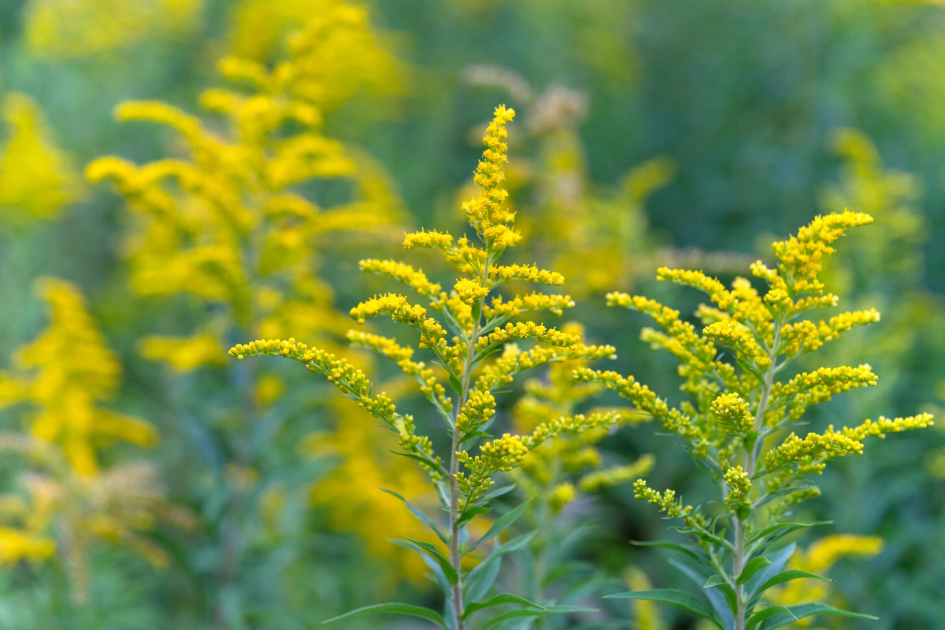 Yellow goldenrod flowers in a green field