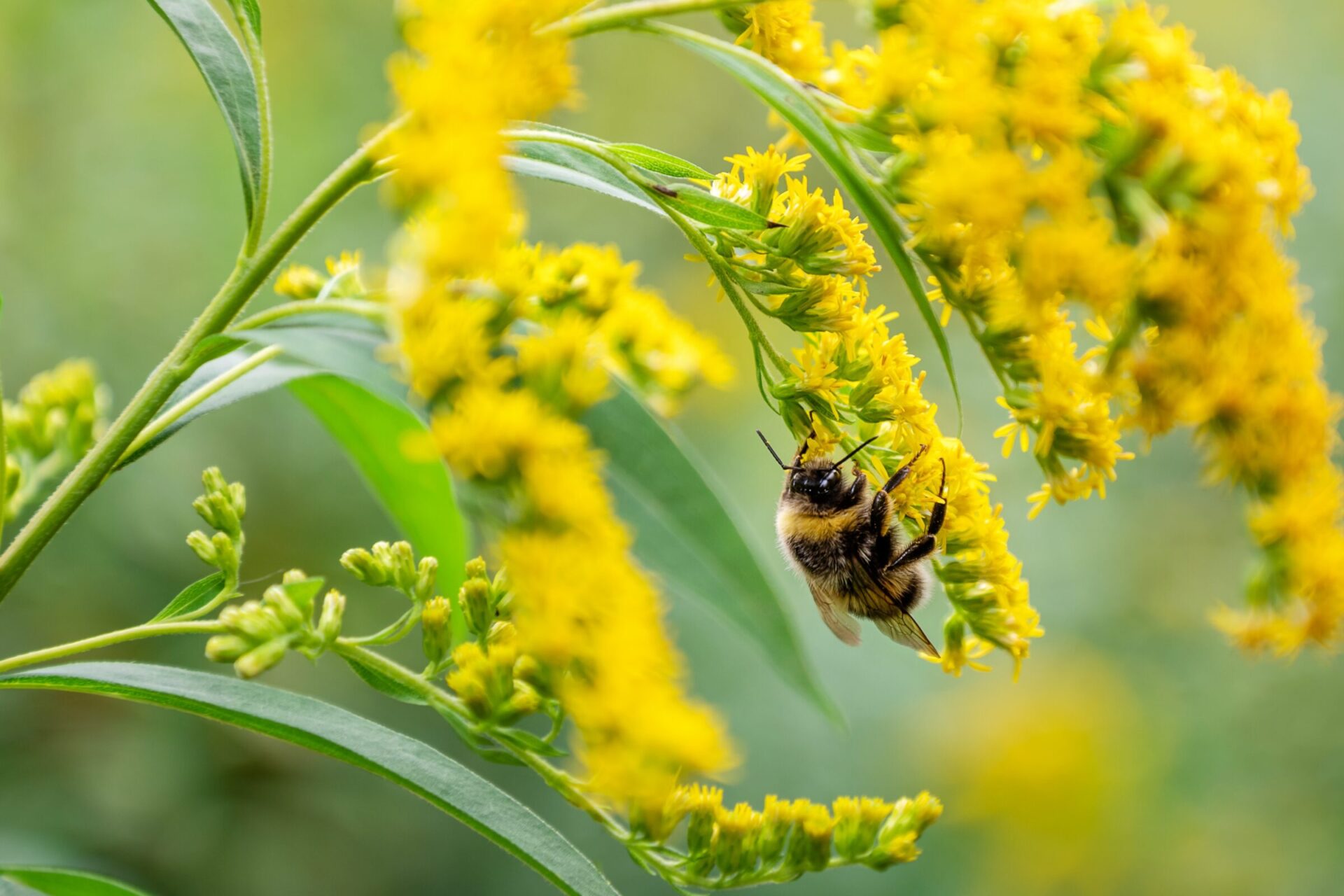 Bee pollinating yellow flowers in nature