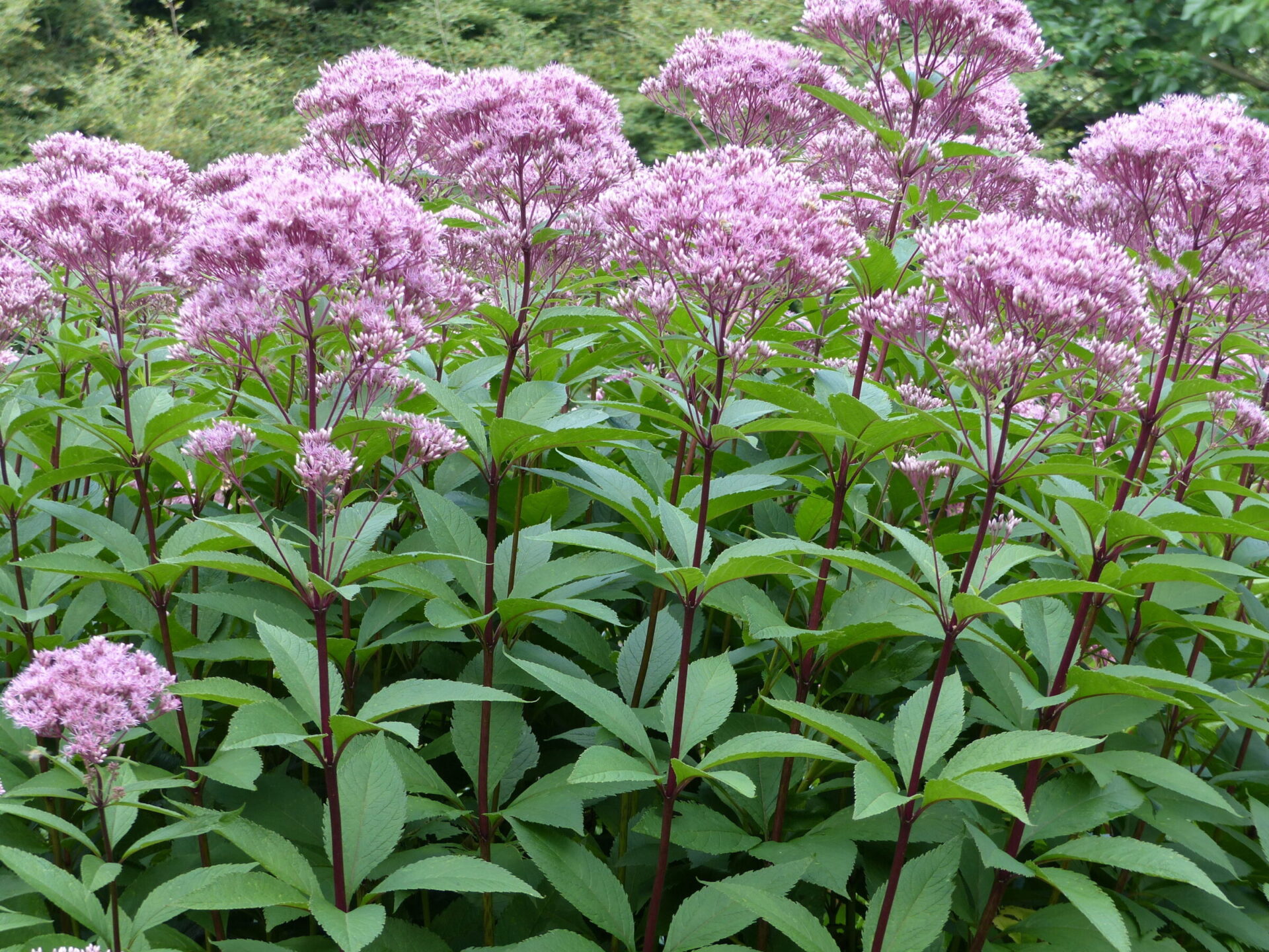 Cluster of tall pink Joe-Pye weed flowers.