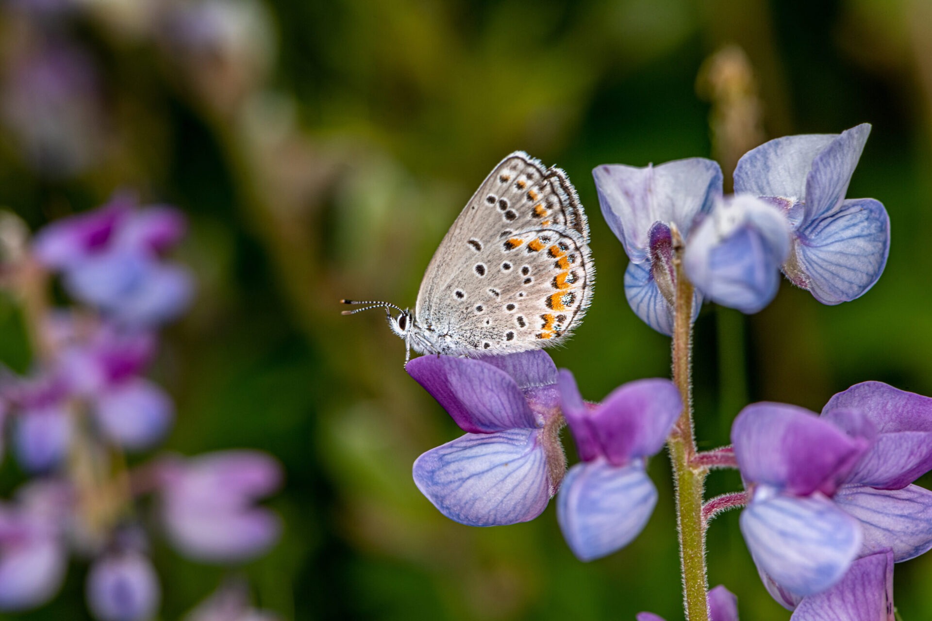 Butterfly perched on purple flower close-up.