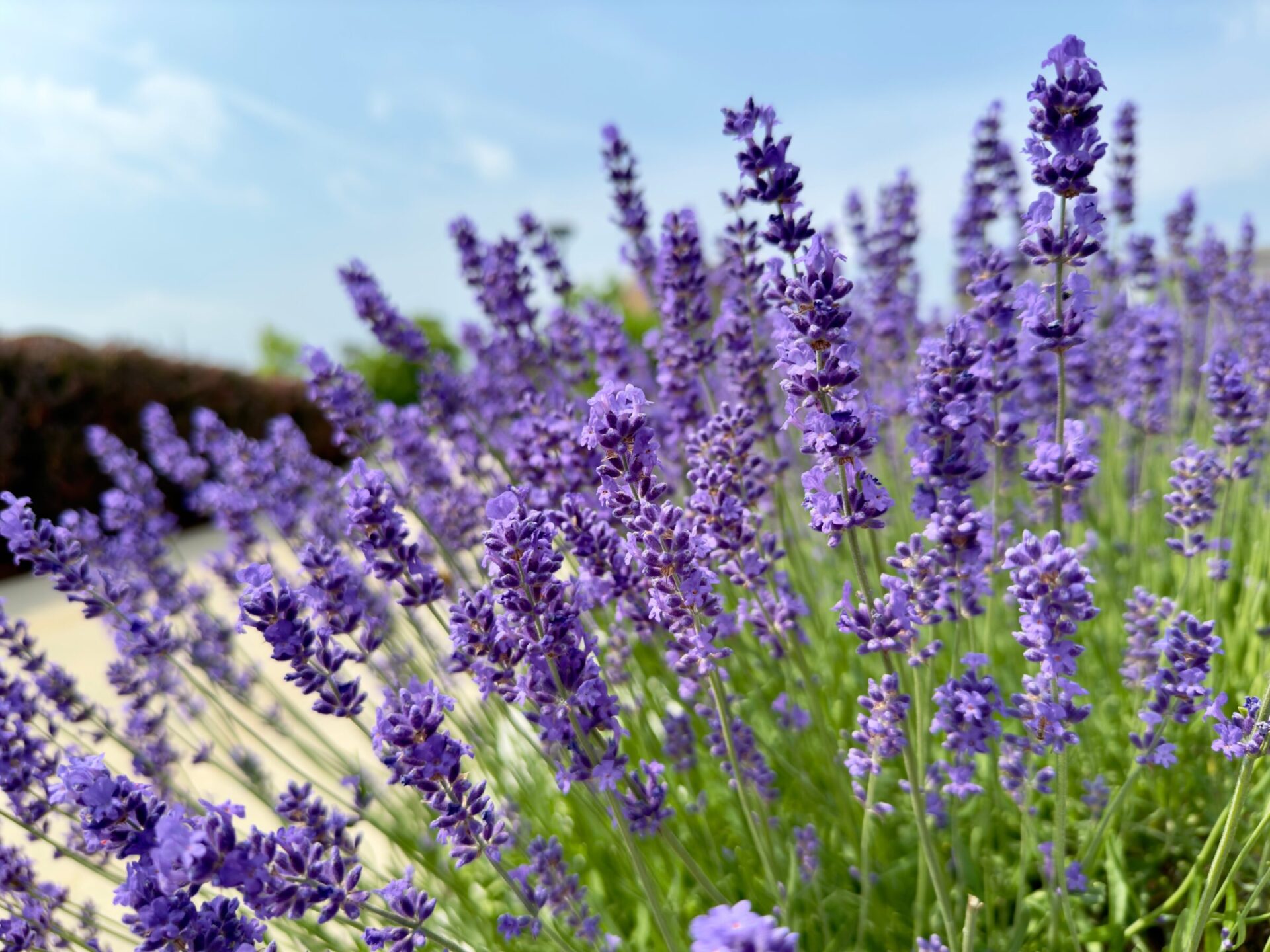 Blooming lavender field under blue sky