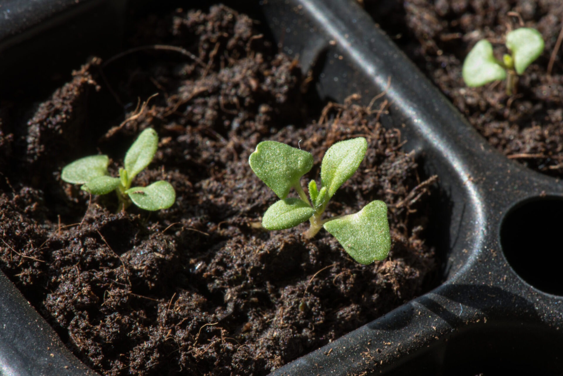 Young seedlings growing in dark soil.