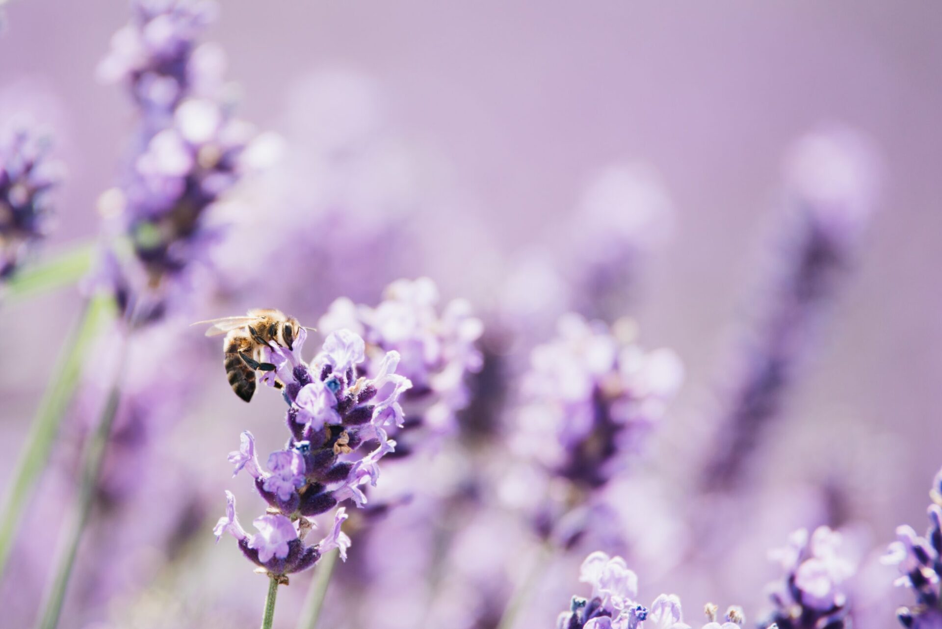 Bee on lavender flowers in bloom.