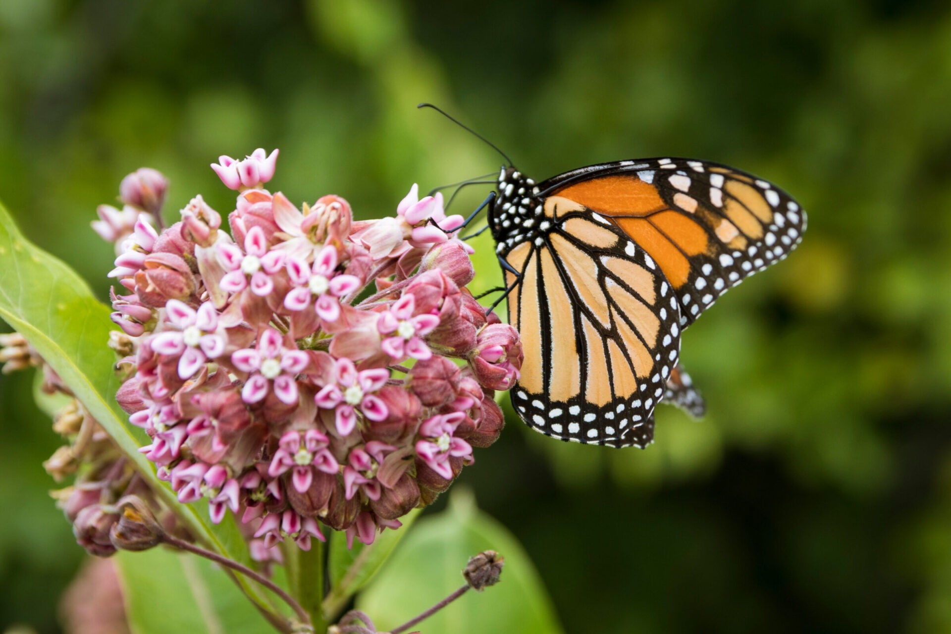 Monarch butterfly on pink milkweed flowers