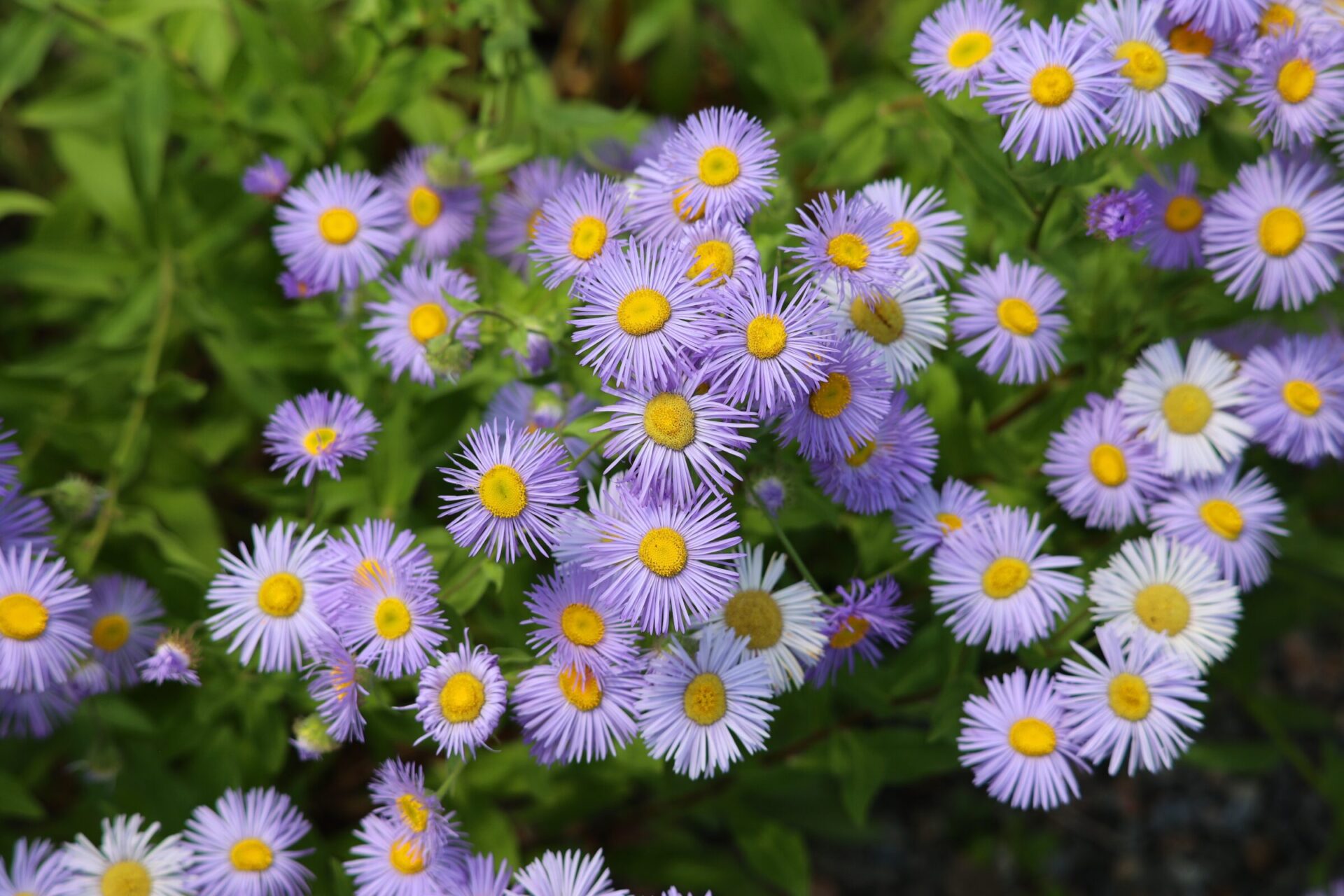 Cluster of purple daisy flowers in garden.