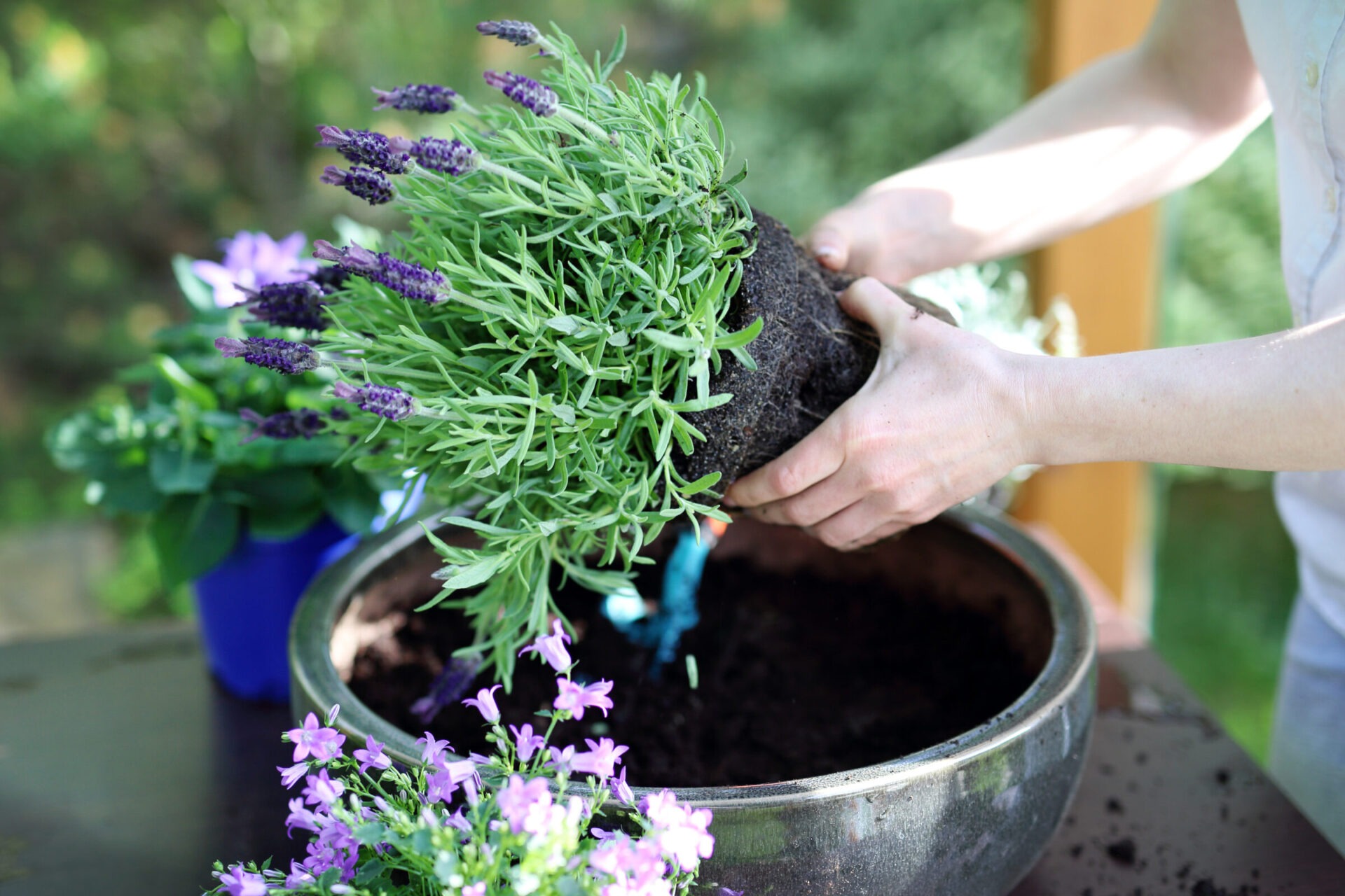 Planting lavender in a garden pot