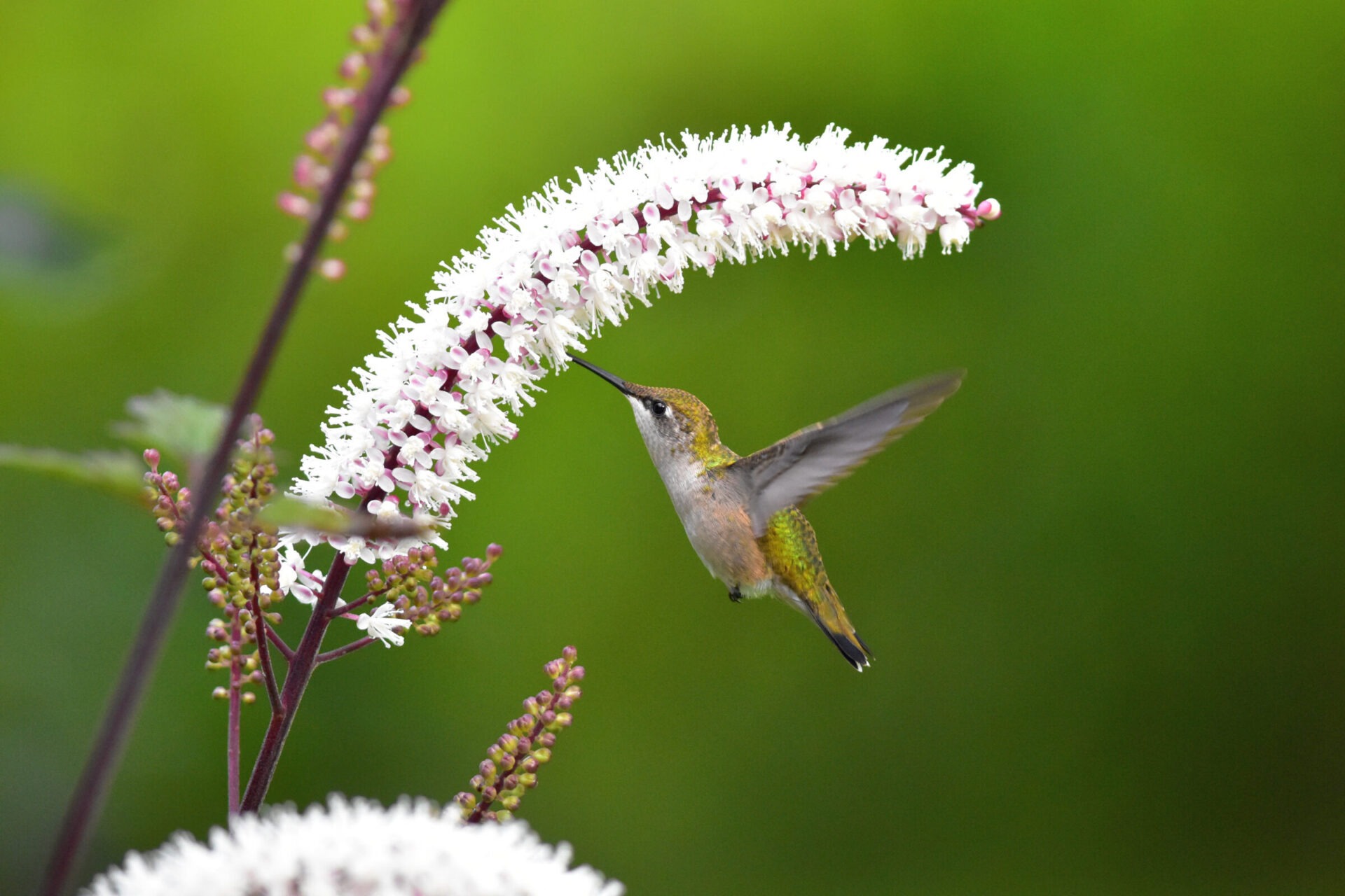 Hummingbird feeding on white flowers