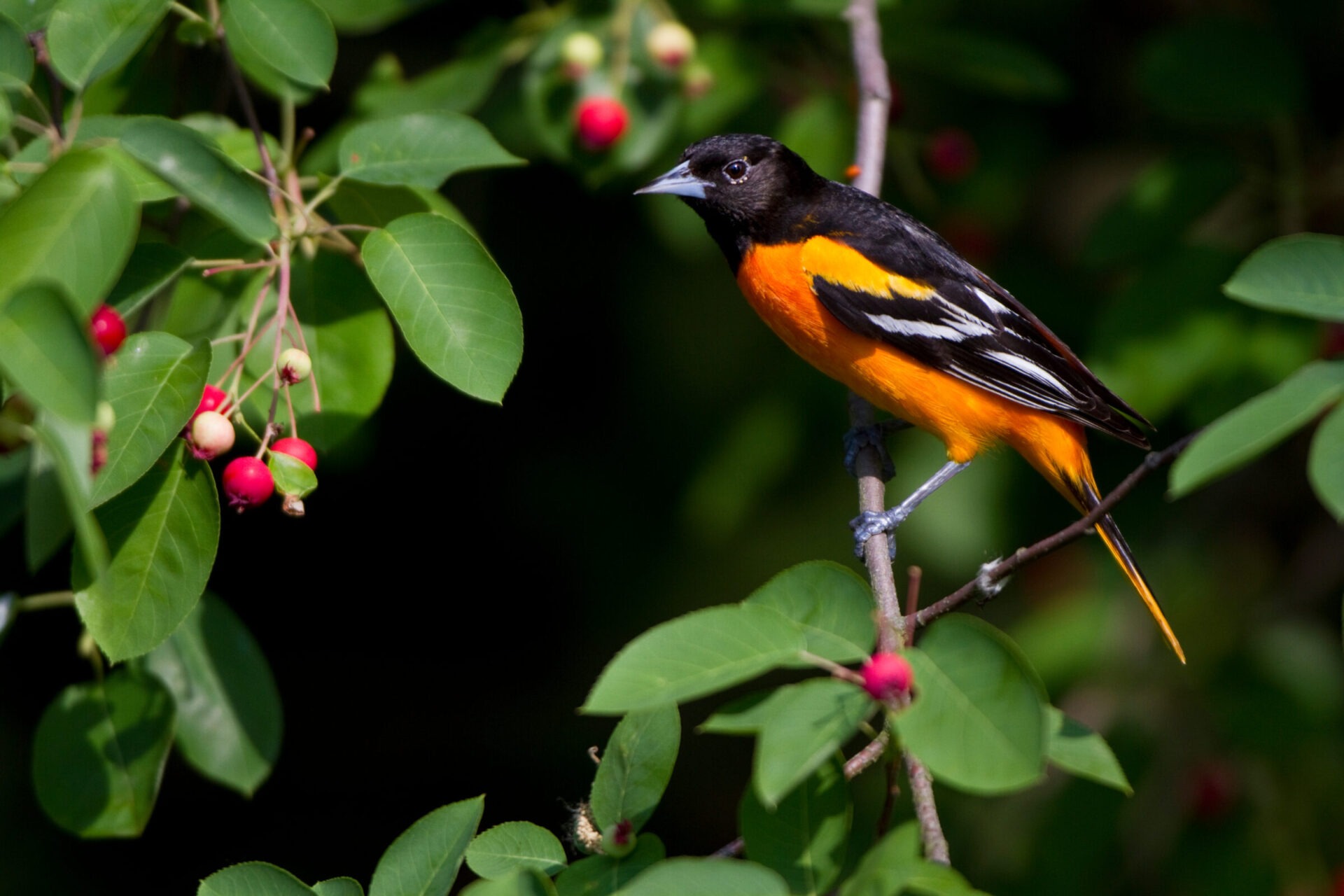 Baltimore Oriole perched on tree branch with berries.