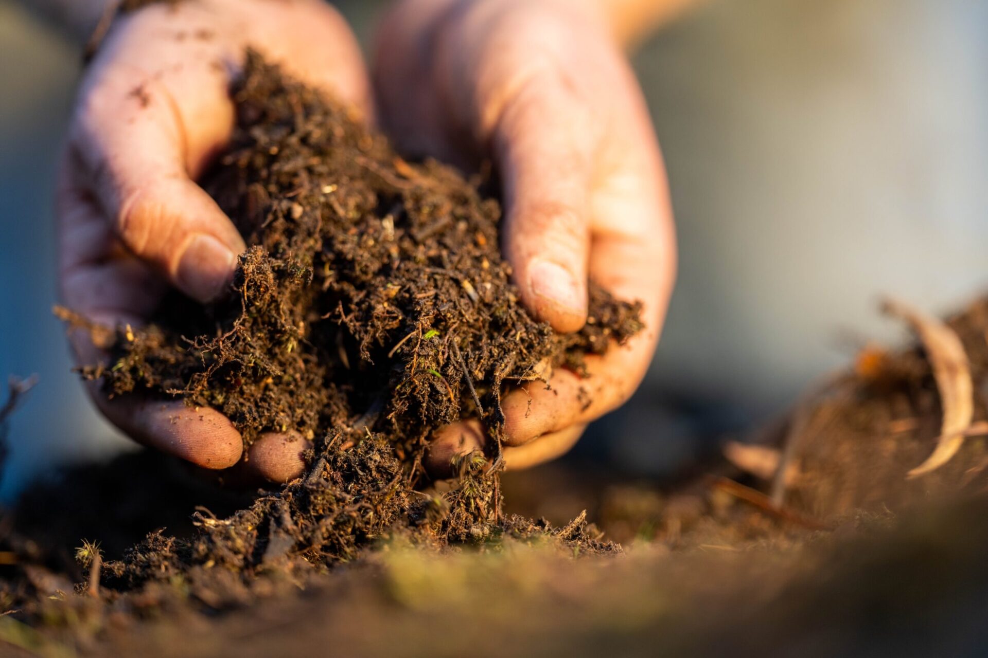Hands holding rich, organic soil outdoors.