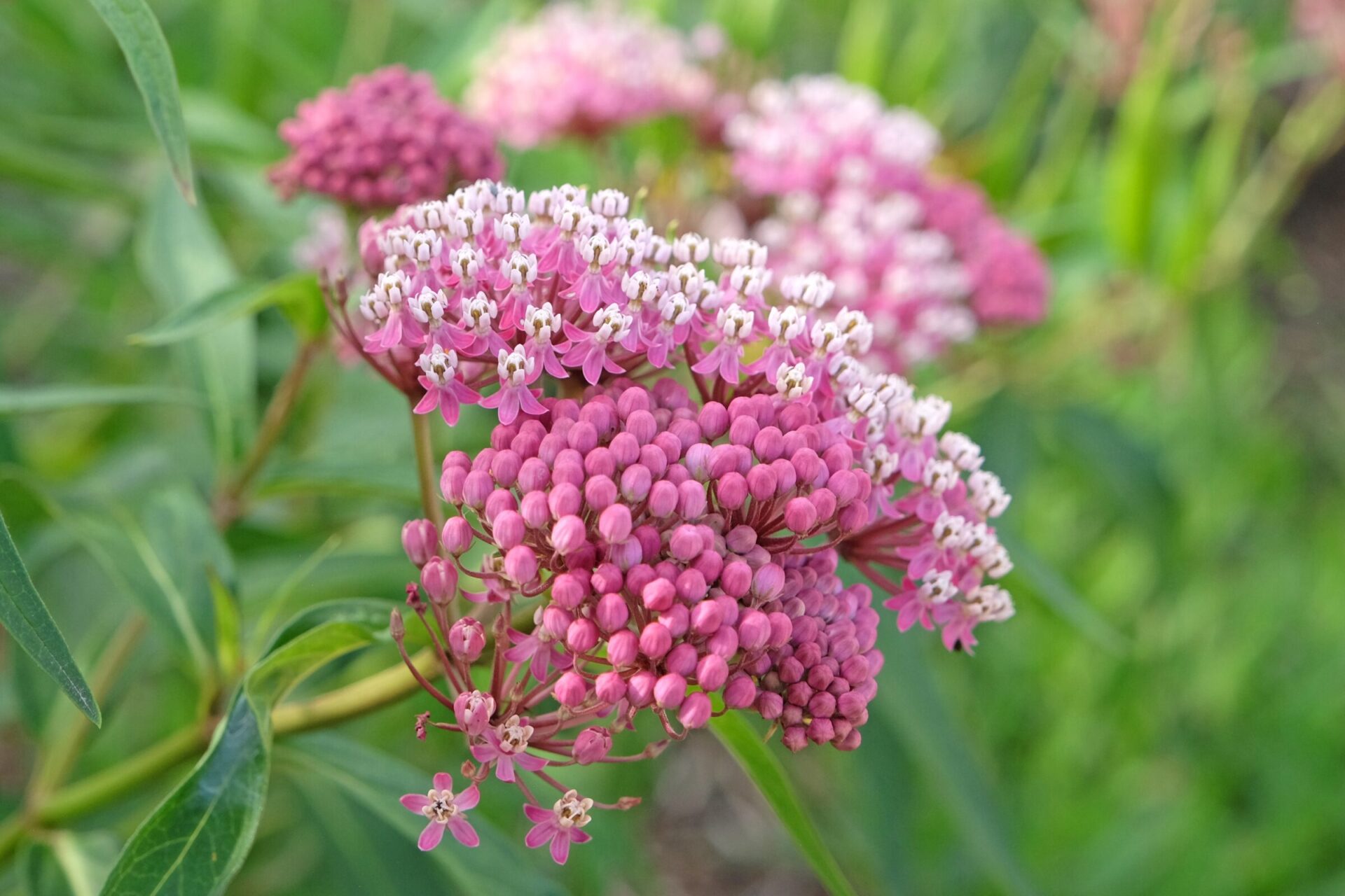 Pink swamp milkweed flowers in bloom
