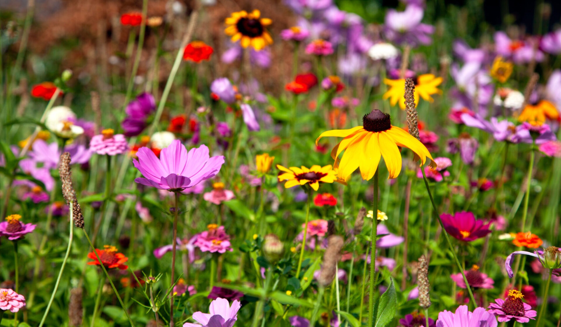 Colorful wildflowers blooming in the field