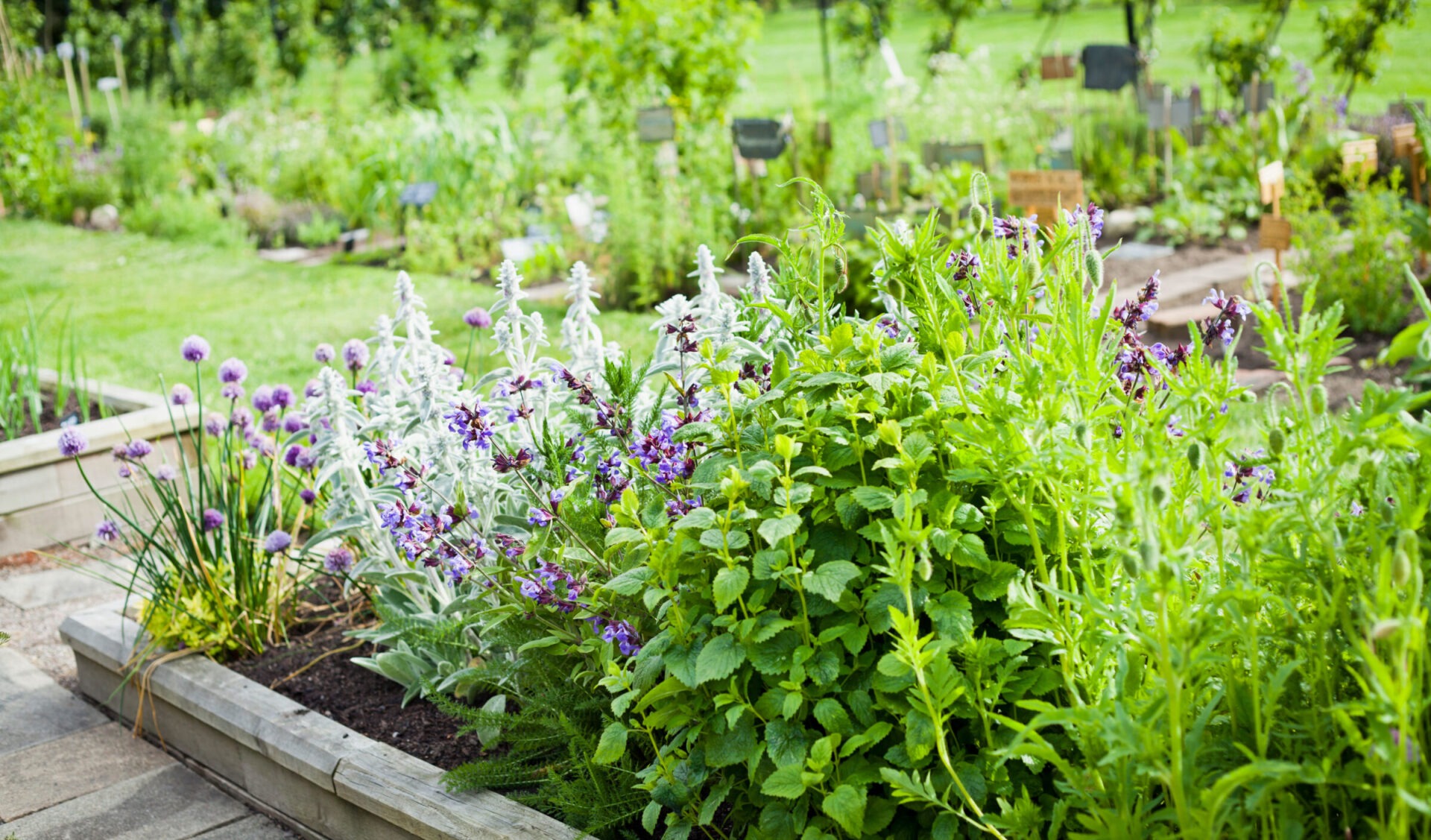 Lush garden with vibrant flowers and greenery.