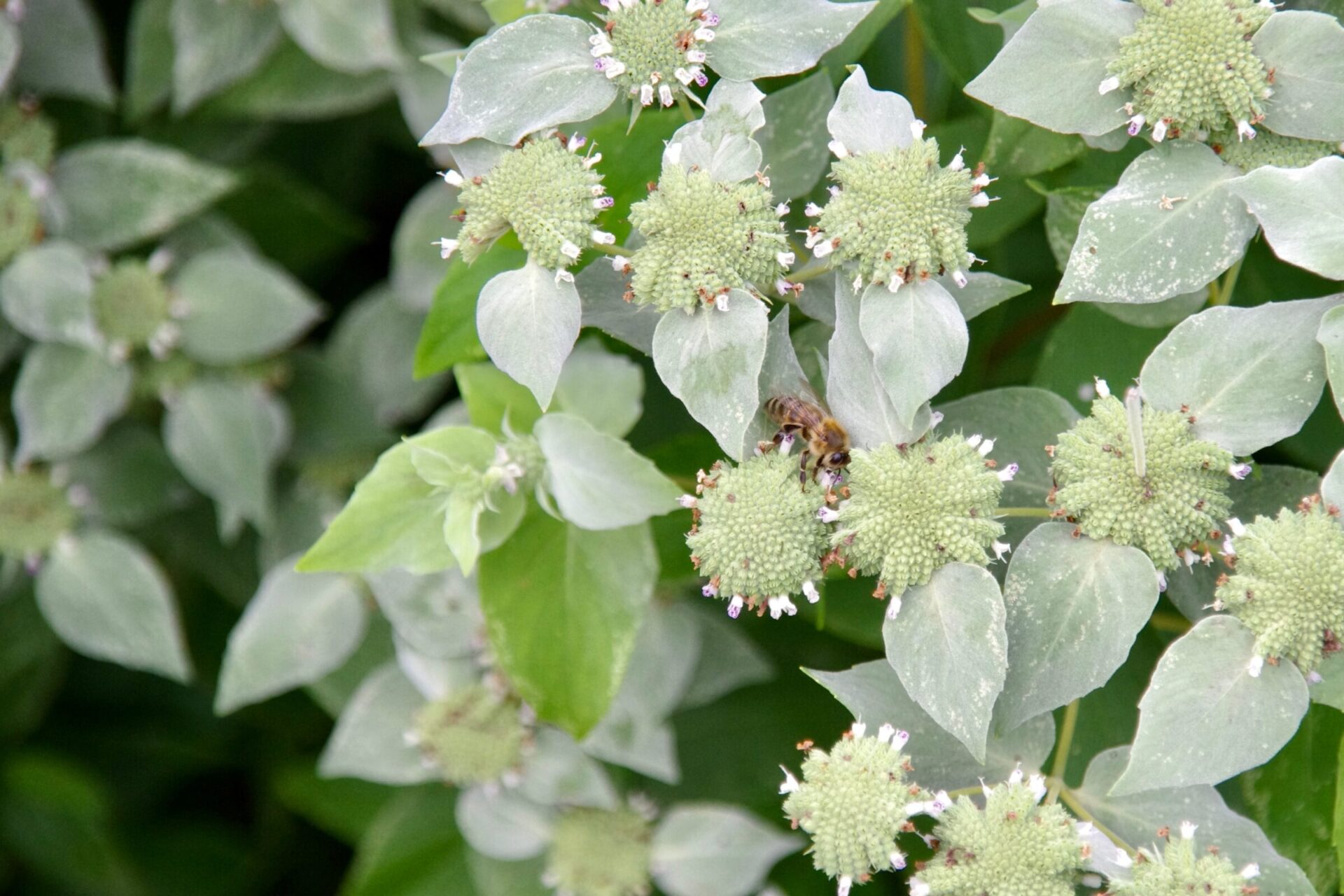 Bee pollinating mountain mint flowers