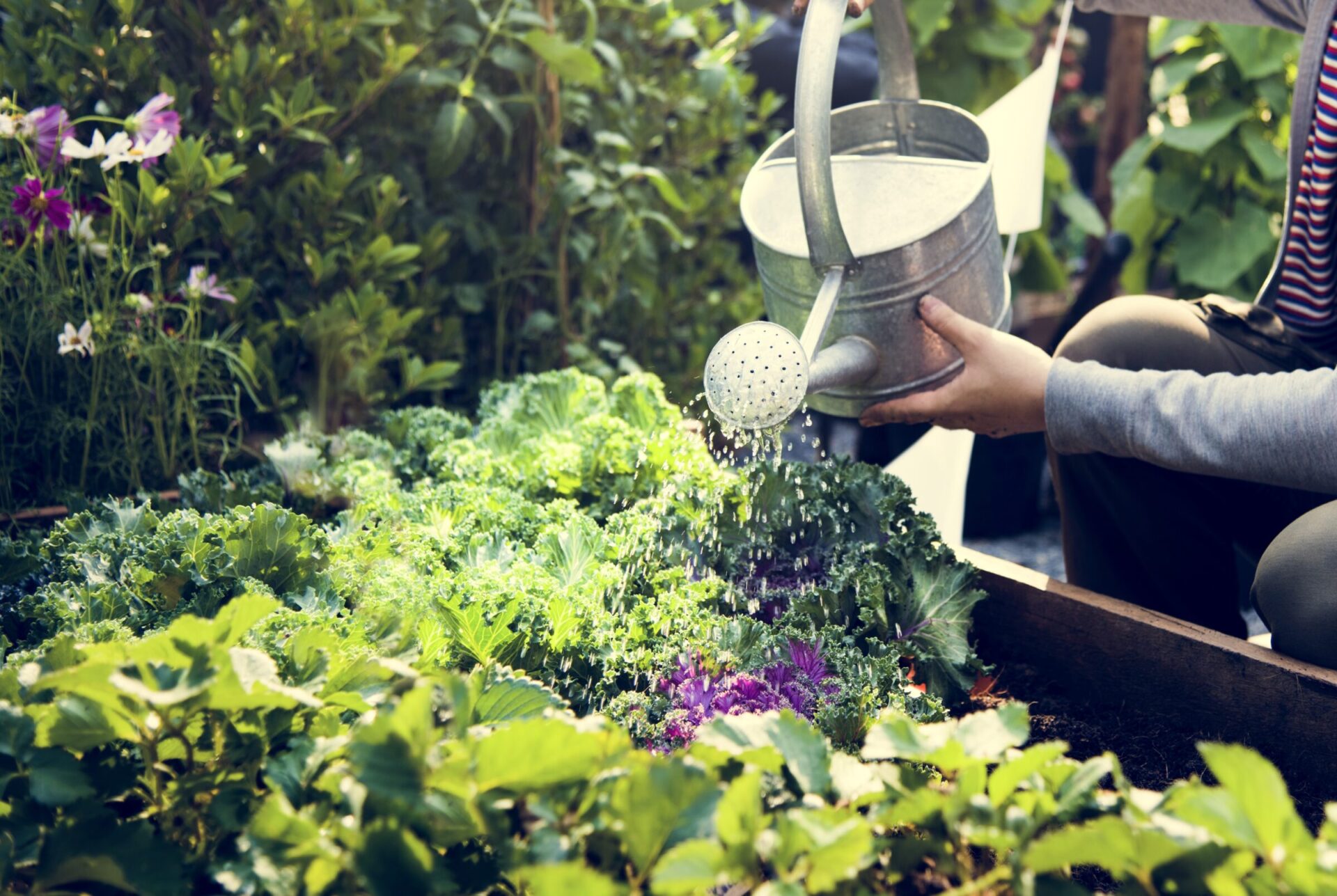 Person watering garden plants with metal can