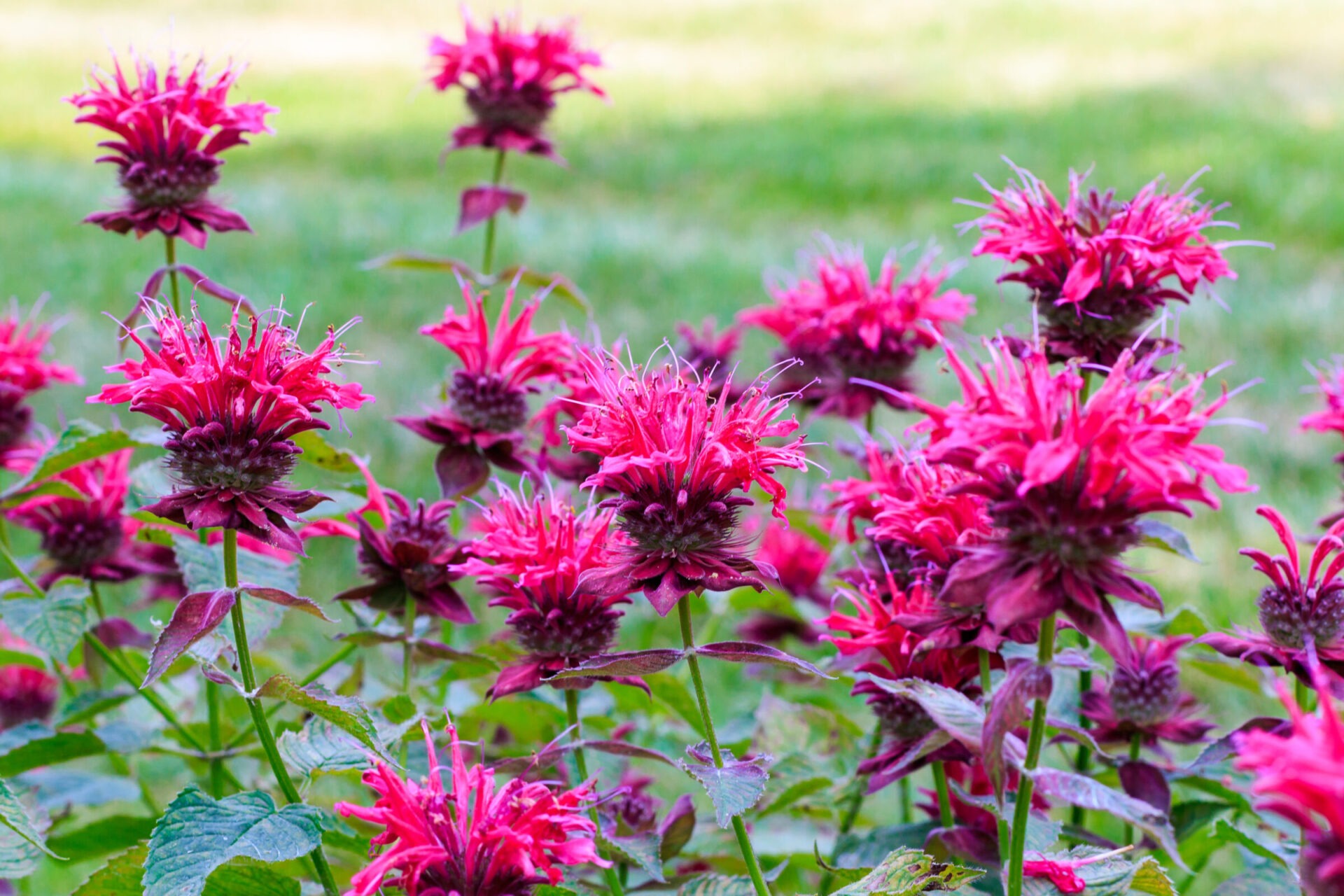 Vibrant pink flowers blooming in a garden