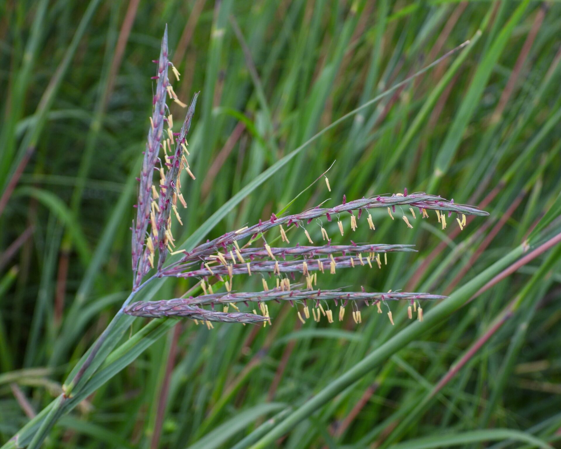 Close-up of tall grass with purple tips.