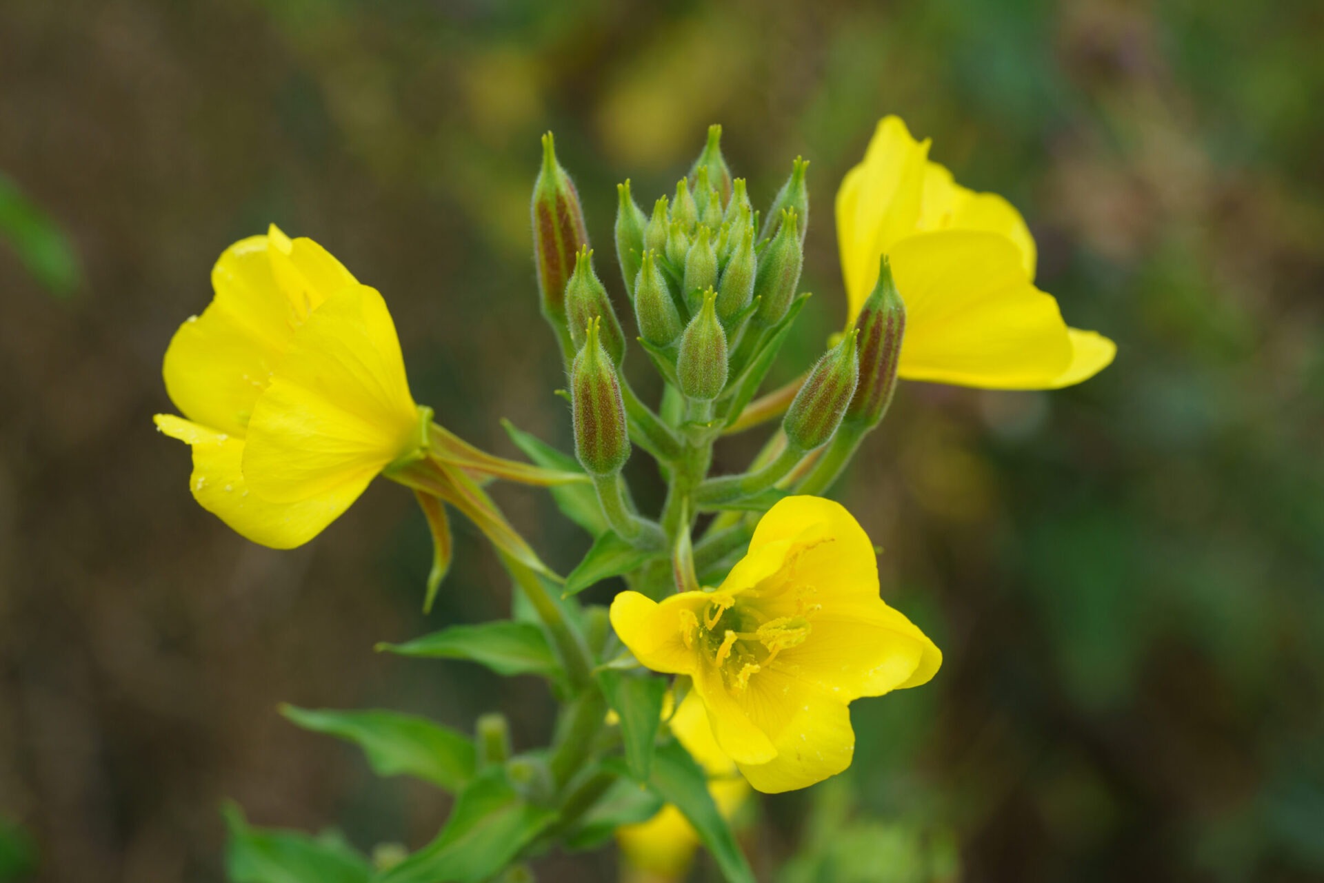 Close-up of yellow blooming evening primrose flowers.