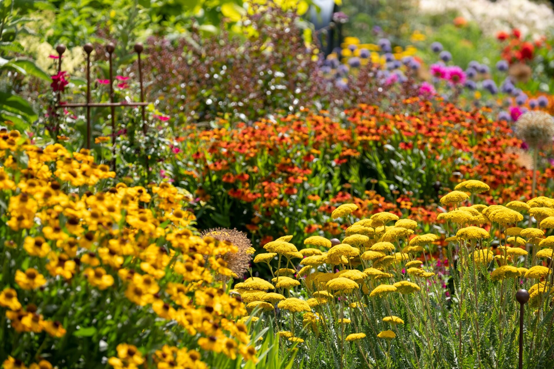 Vibrant garden with yellow and orange flowers.