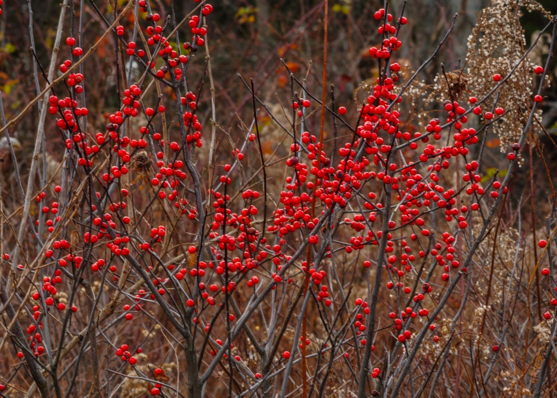 Winterberry bush with red berries in fall.