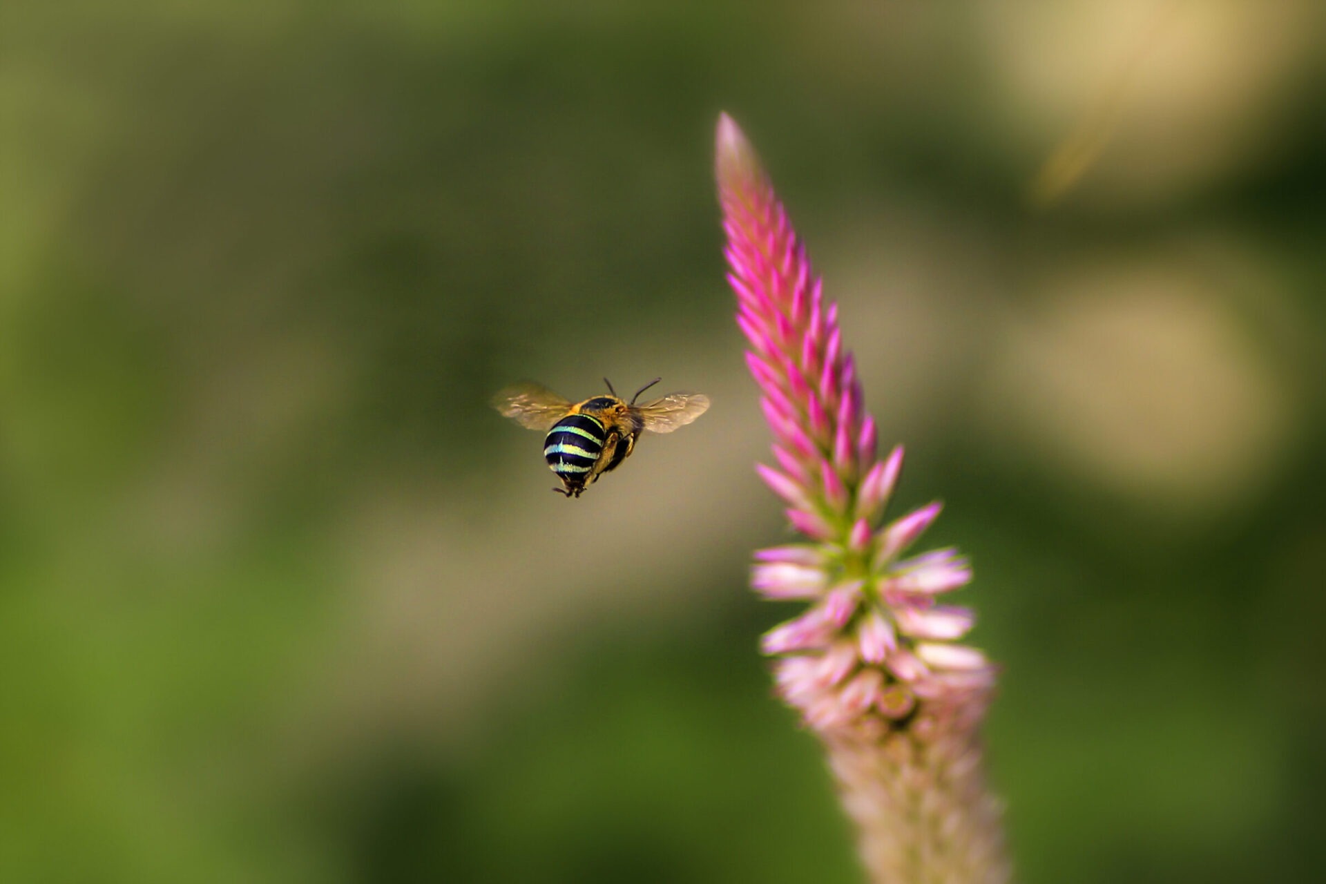 Bee flying near pink flower in garden.