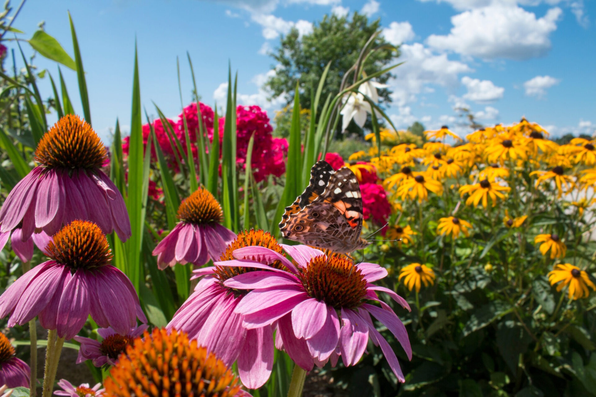 Butterfly on purple cone flowers in garden.