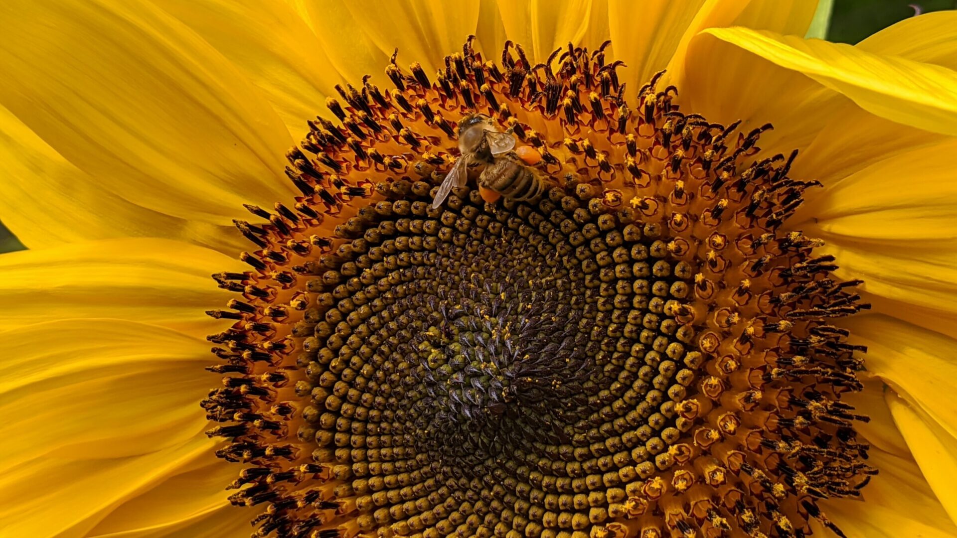 Bee pollinating bright yellow sunflower.