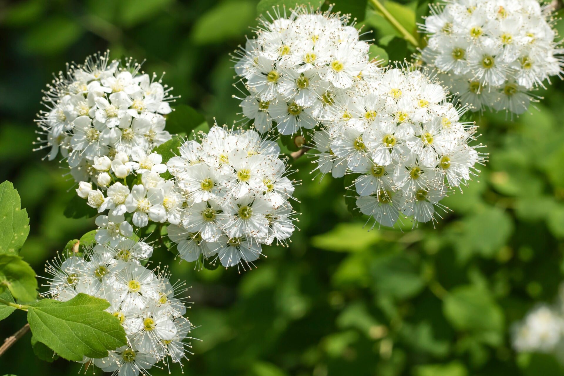 Cluster of white flowers in lush green foliage.