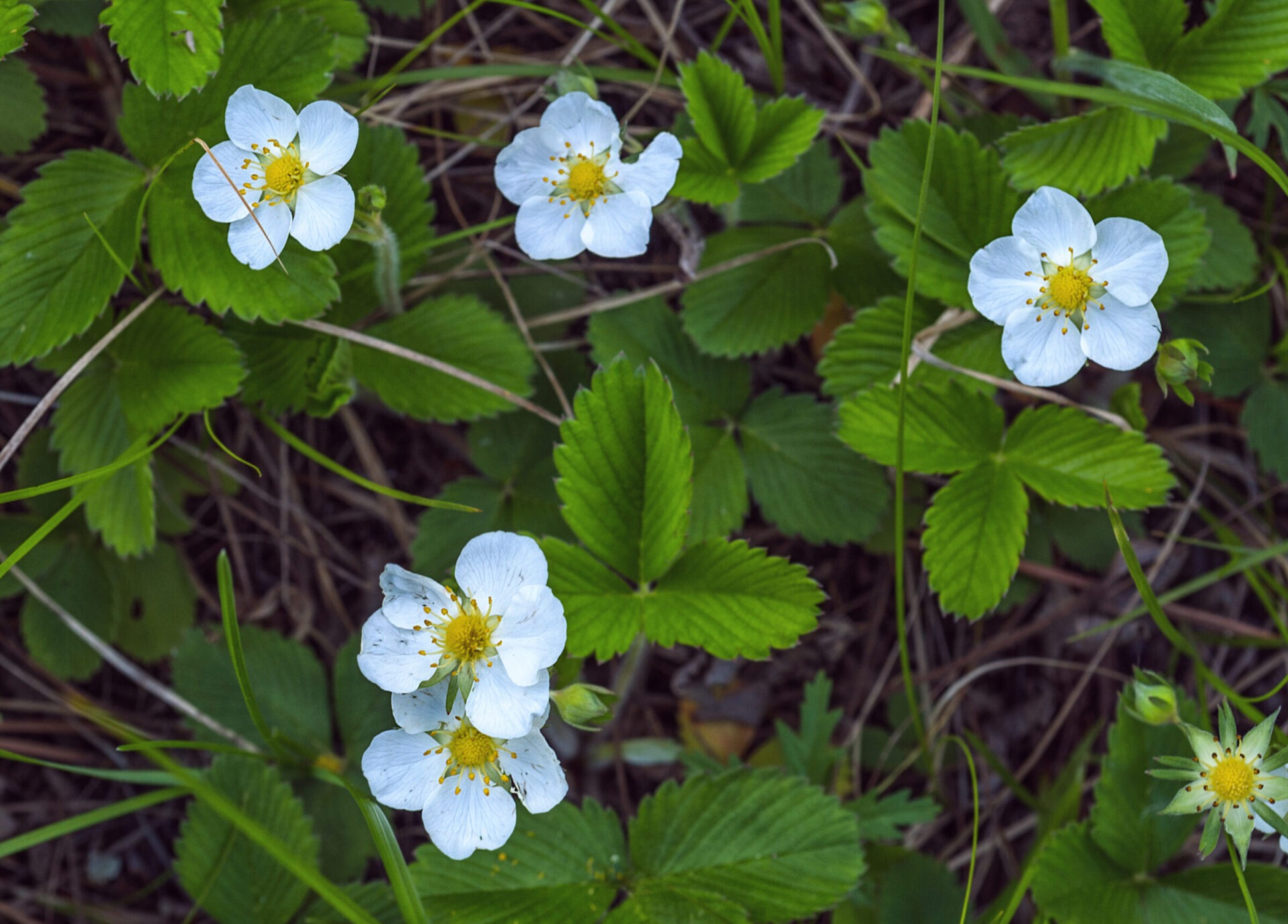 White strawberry flowers with green leaves.