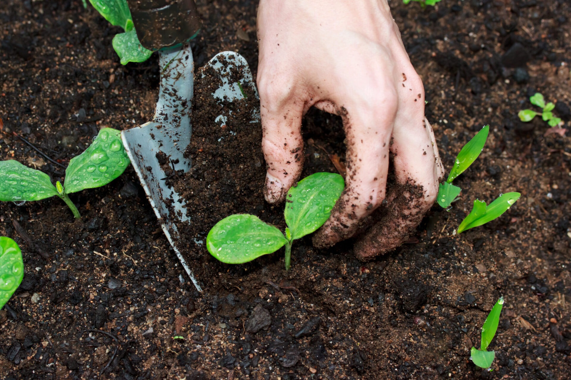 Hand planting young seedlings in soil
