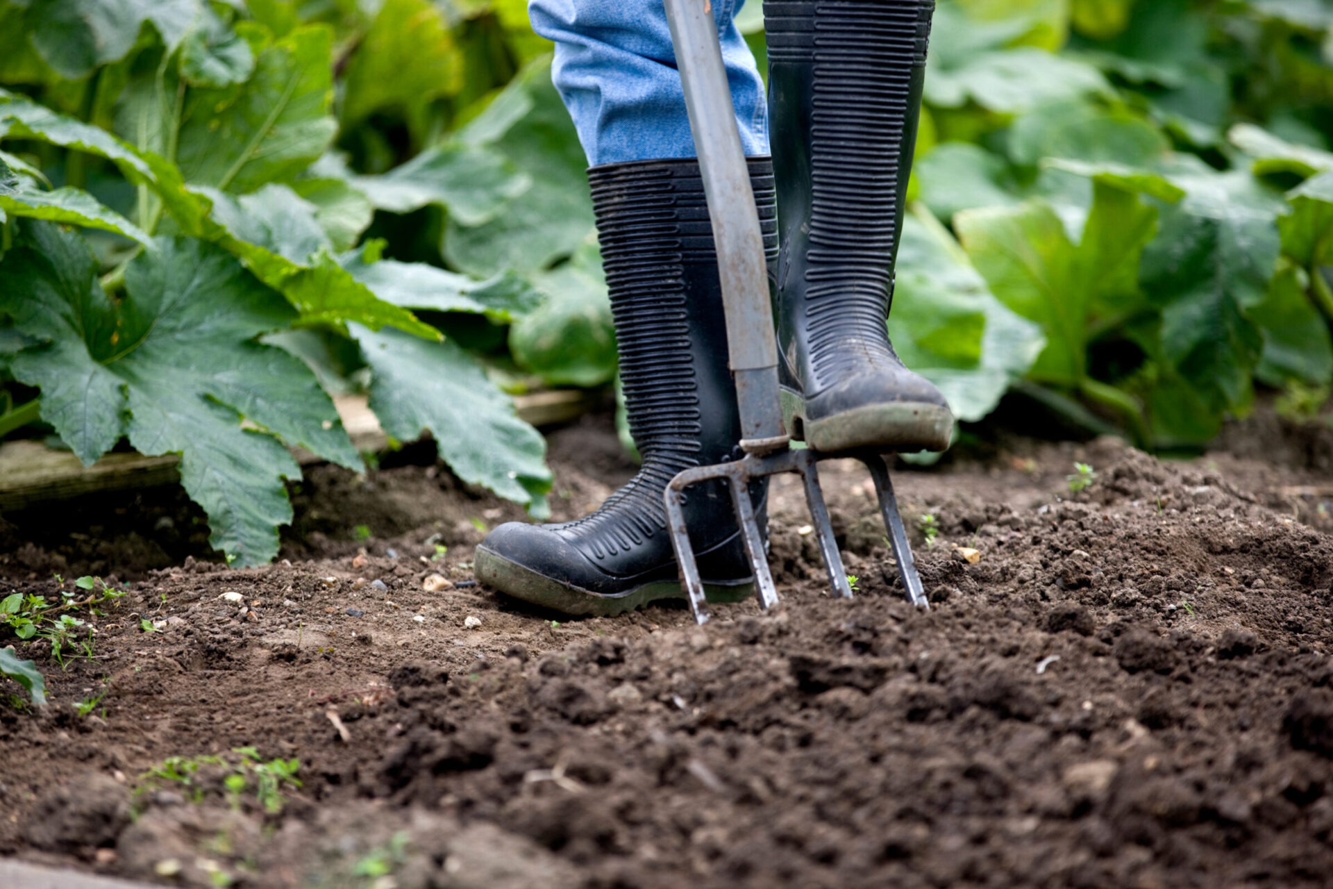 Gardener tilling soil with pitchfork and boots.