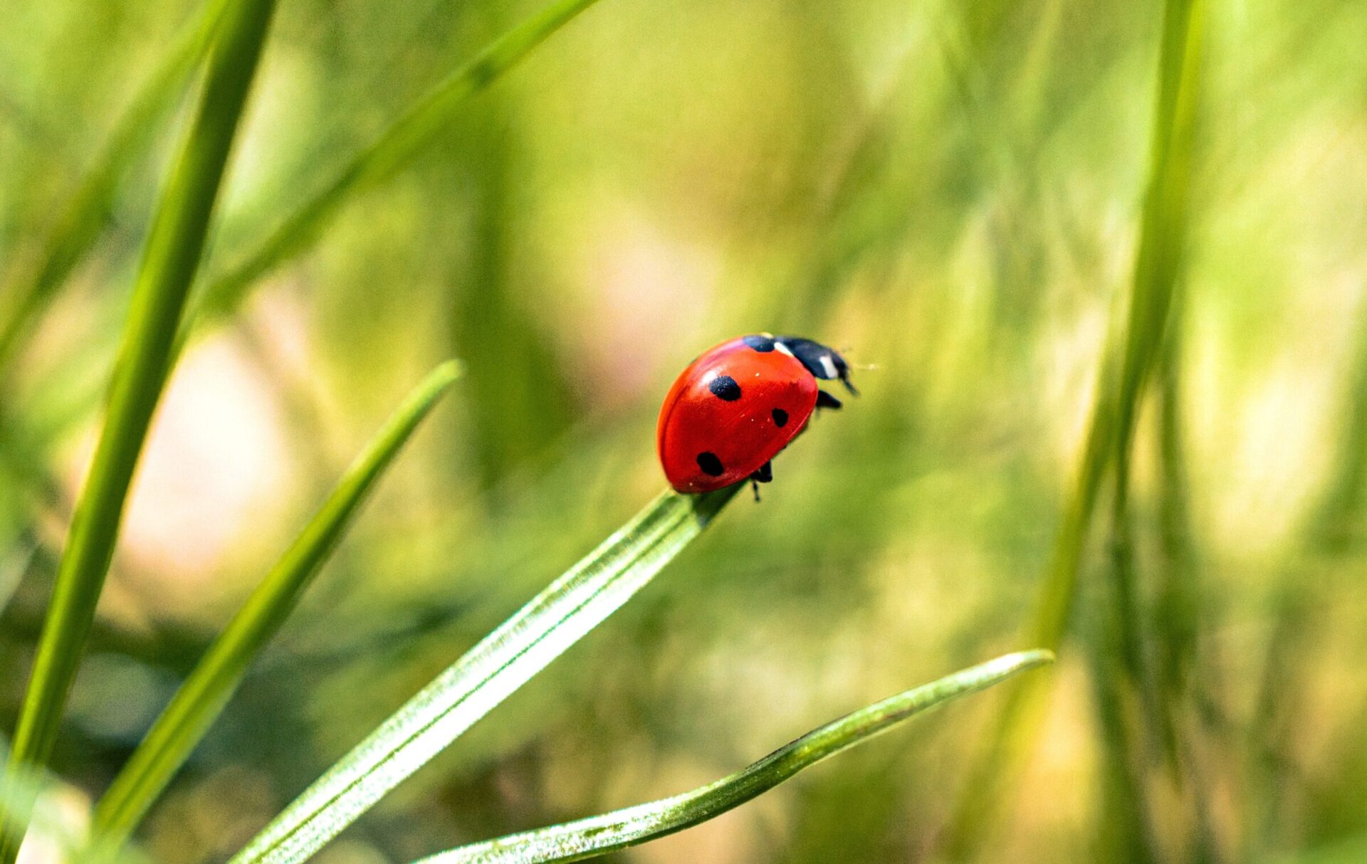 Ladybug on green grass blade close-up.