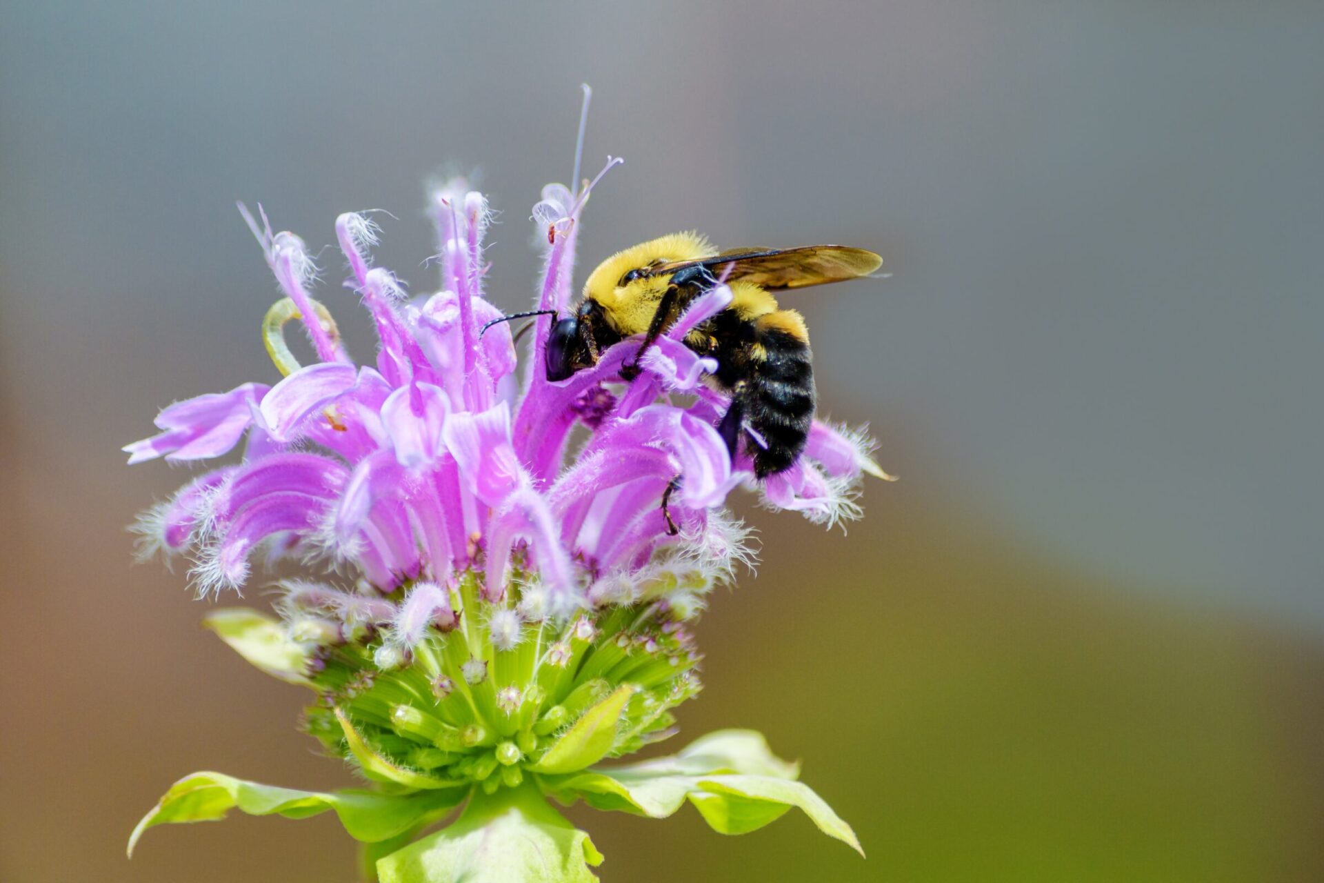 Bumblebee collecting nectar on a purple flower.