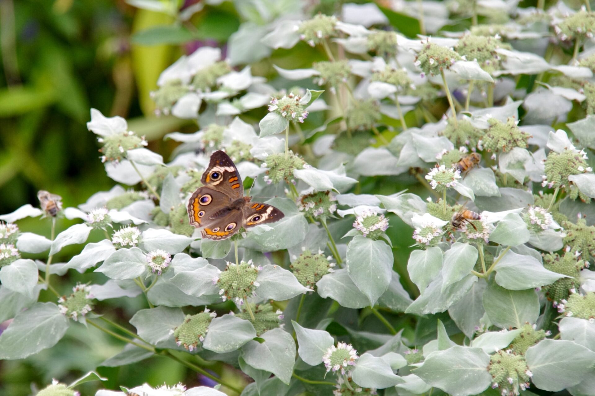 Butterfly and bees on flowering plant