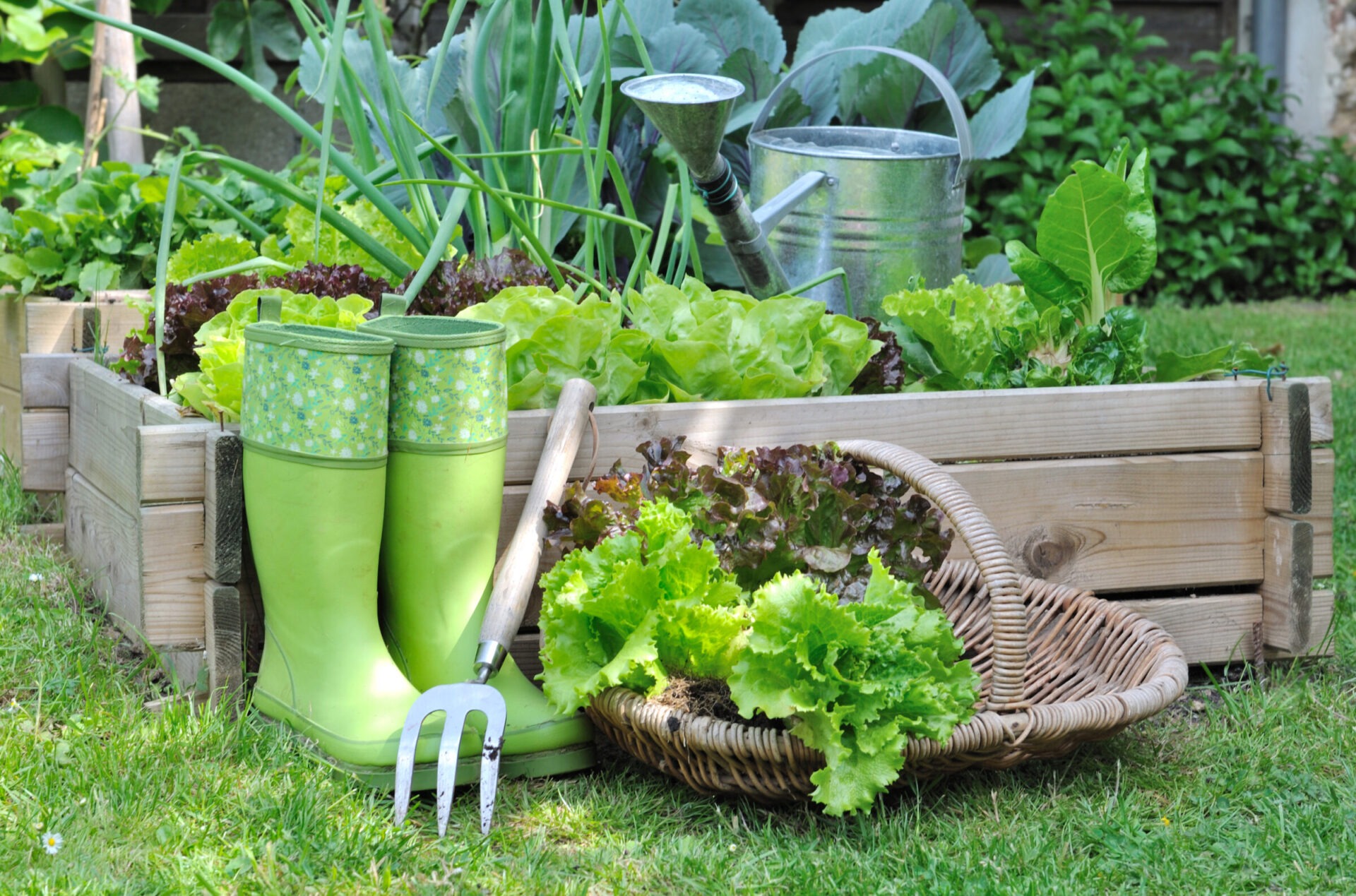Green boots, watering can, vegetable garden scene.