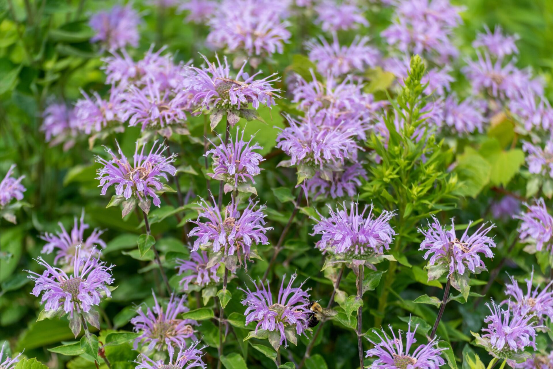 Wild,,Or,Purple,Bergamot,,Growing,In,The,Garden,In,Summer