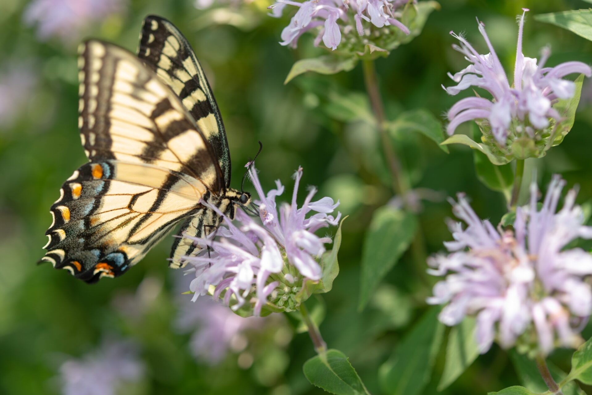Tiger swallowtail butterfly on purple wildflower.