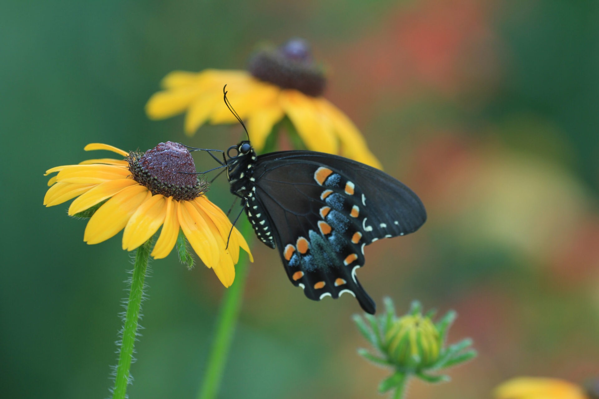 Black butterfly on yellow flower